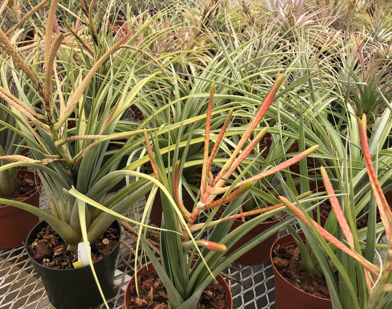 Tillandsia Pocky - (T. flabellata X fasciculata) - Bird Rock Tropicals