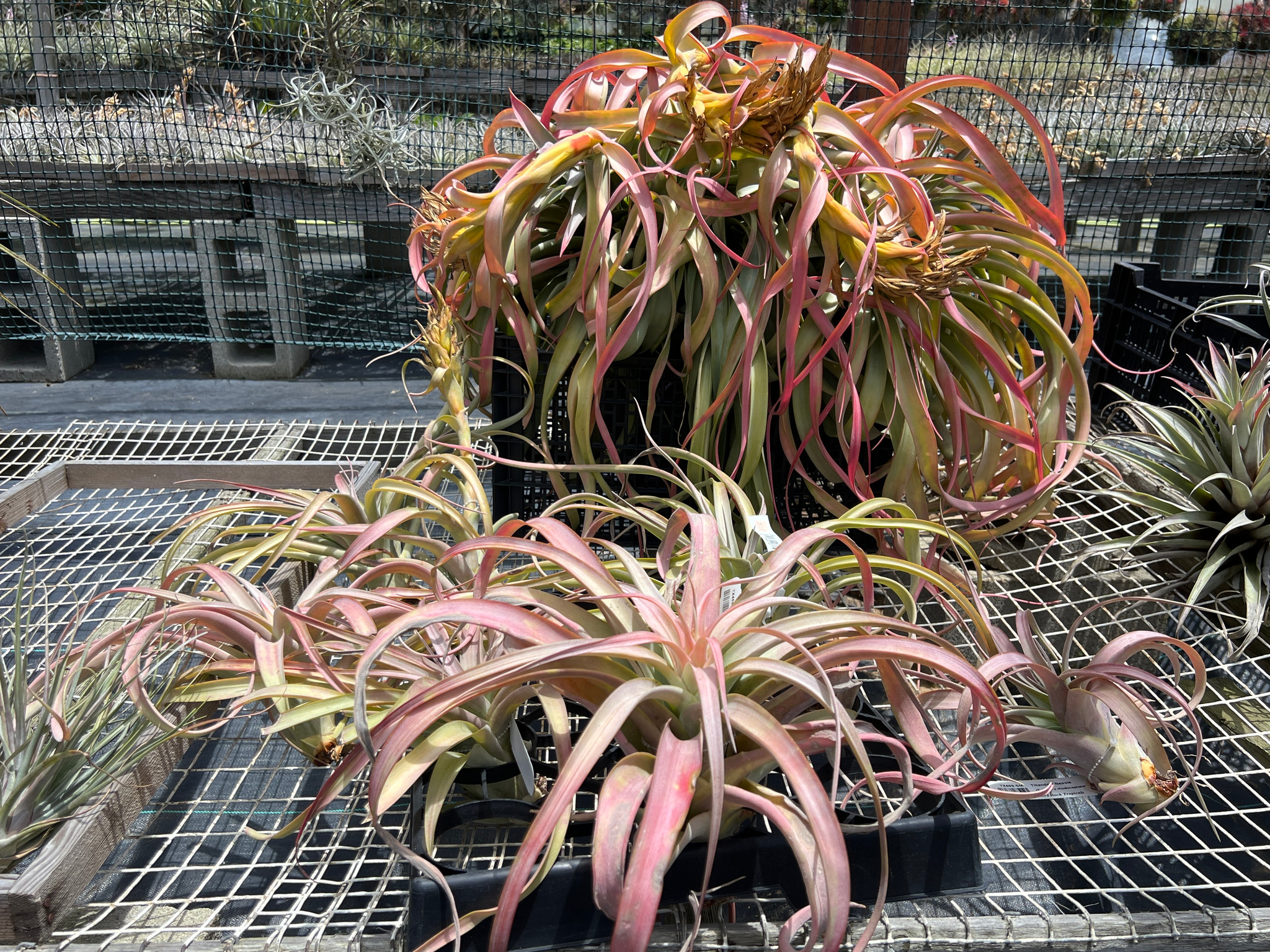 Tillandsia Nessie (T. rothii x rhodocephala) - Bird Rock Tillandsia Nessie (T. rothii x rhodocephala) - Bird Rock