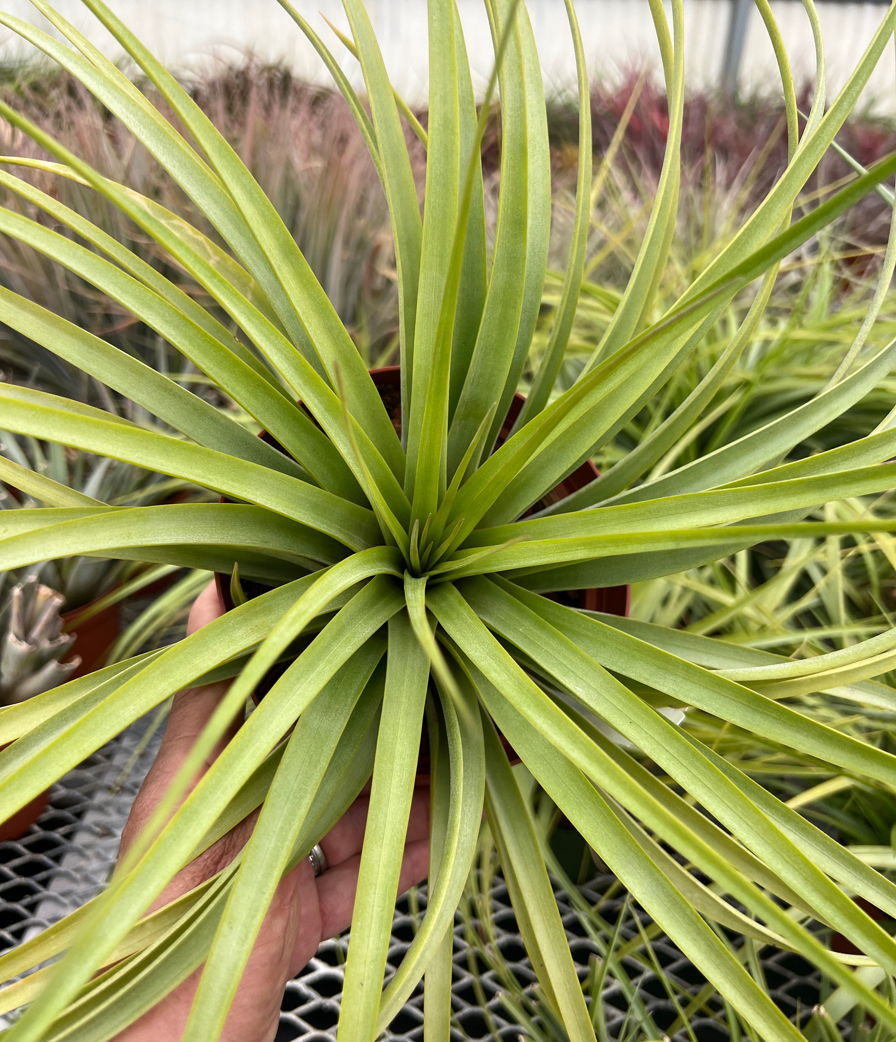 Tillandsia fasciculata x brachycaulos - Bird Rock Tropicals