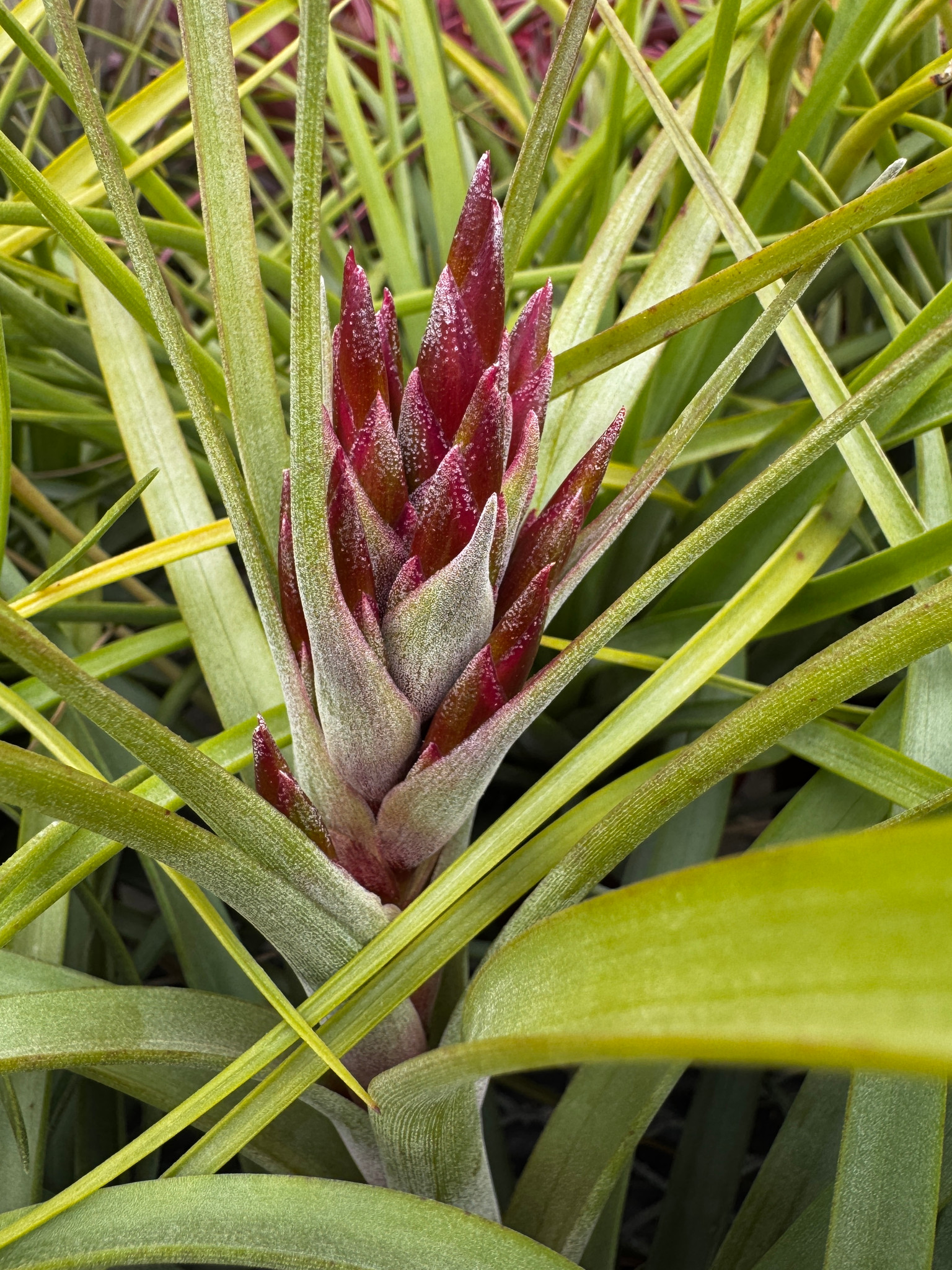 Tillandsia fasciculata x brachycaulos - Bird Rock Tropicals
