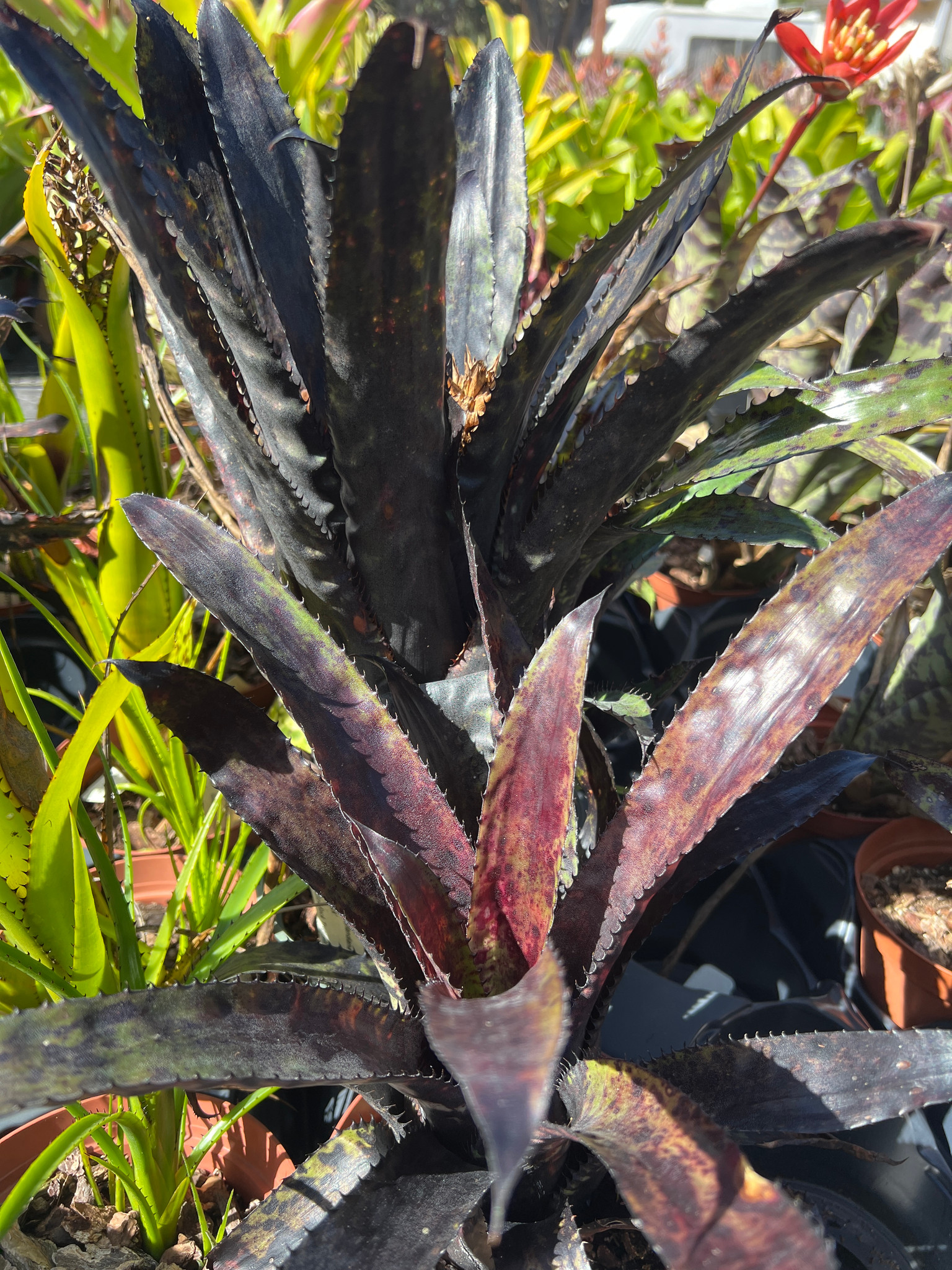 Aechmea orlandiana (Black) - Bird Rock Tropicals