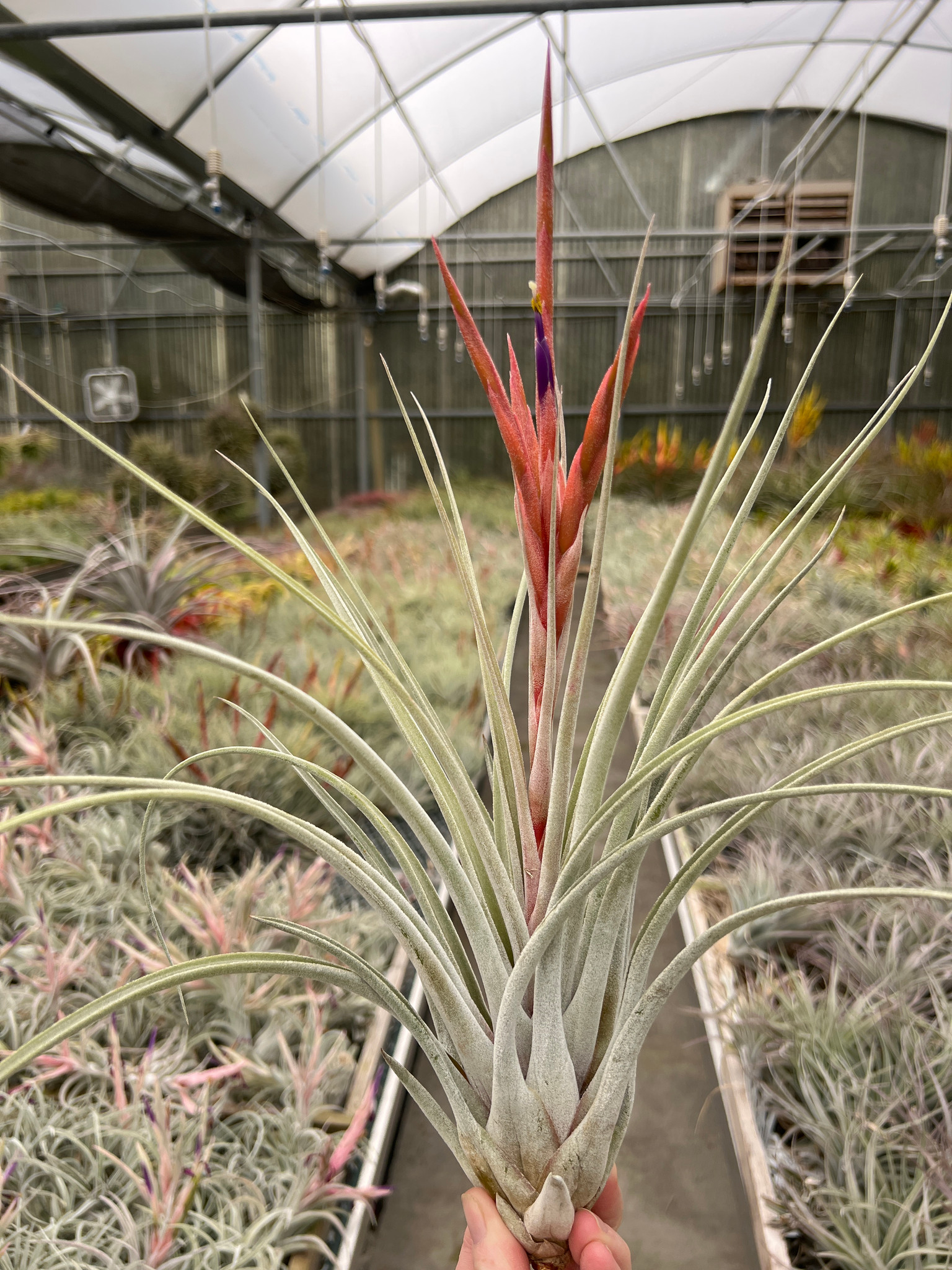 Tillandsia mitlaensis x fasciculata v. densispica - Bird Rock