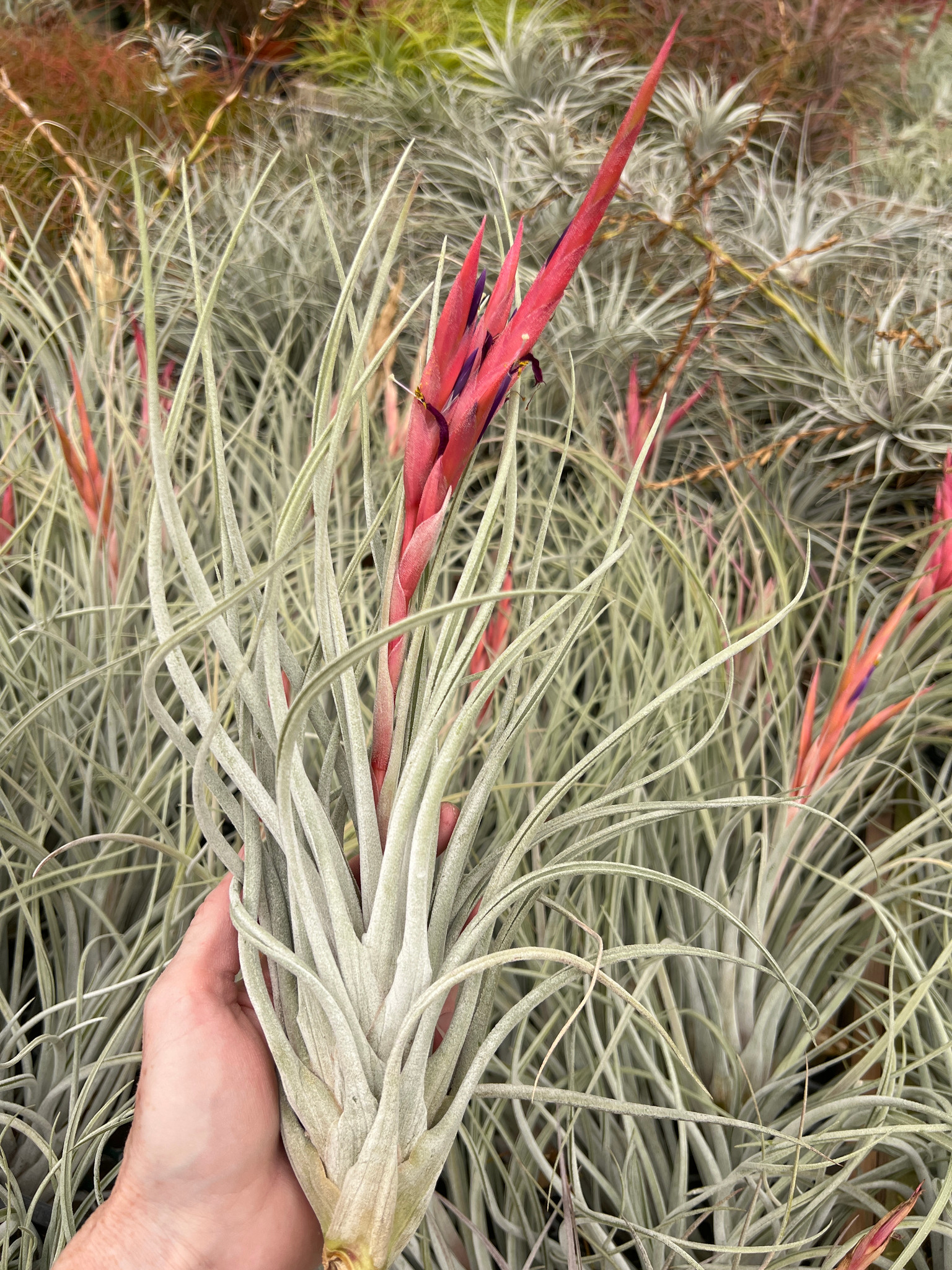 Tillandsia mitlaensis x fasciculata v. densispica - Bird Rock