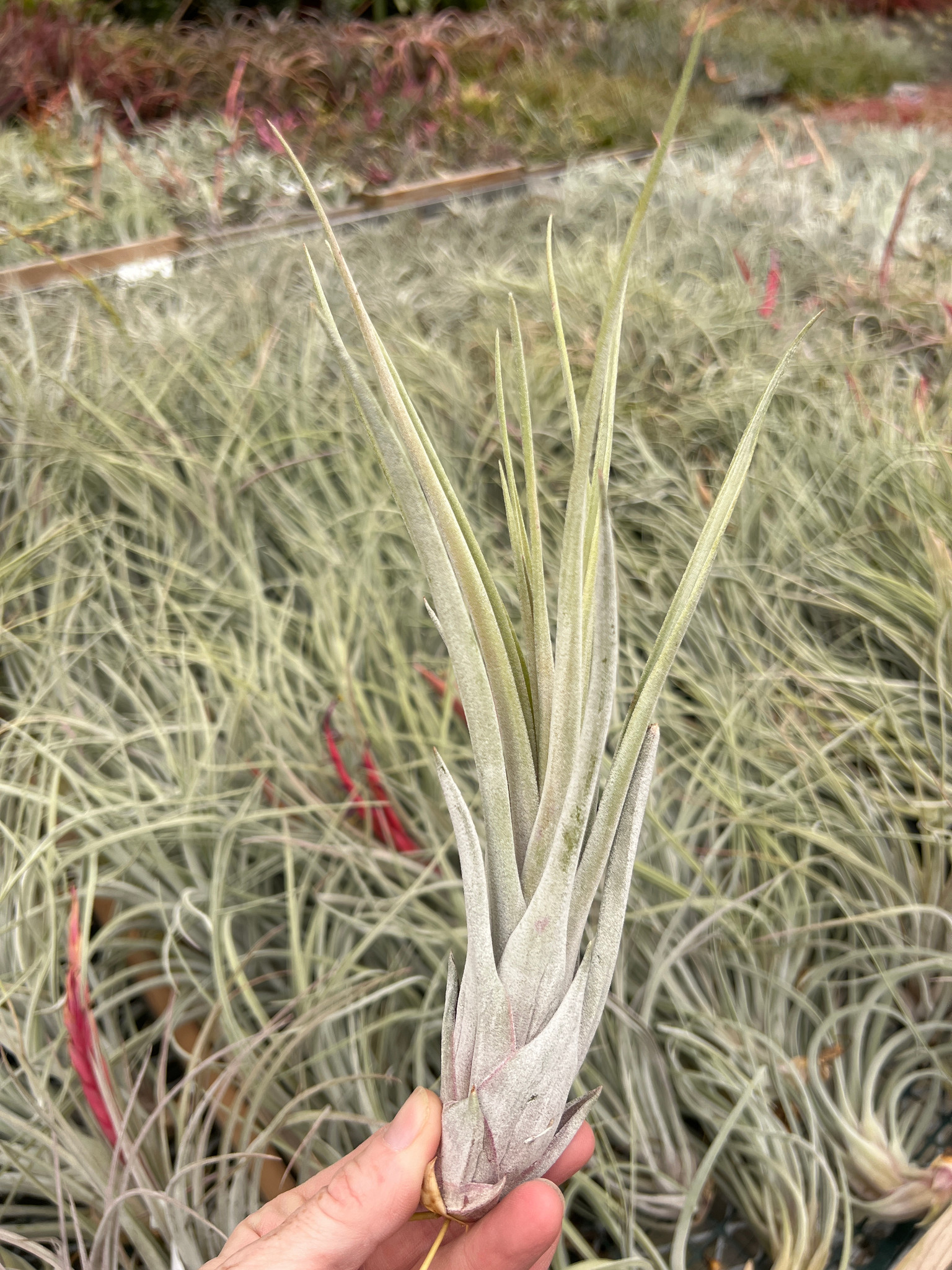 Tillandsia mitlaensis x fasciculata v. densispica - Bird Rock
