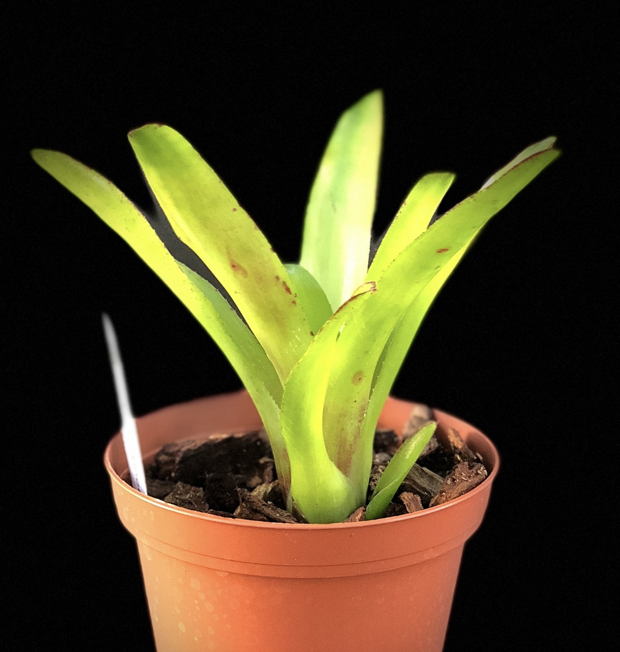 Neoregelia species Neoregelia species Sao Sebastio SP