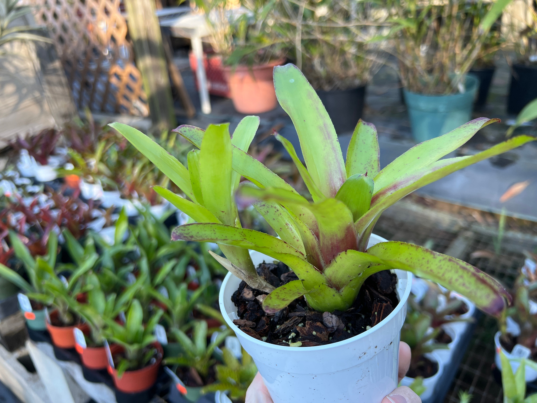 Neoregelia species