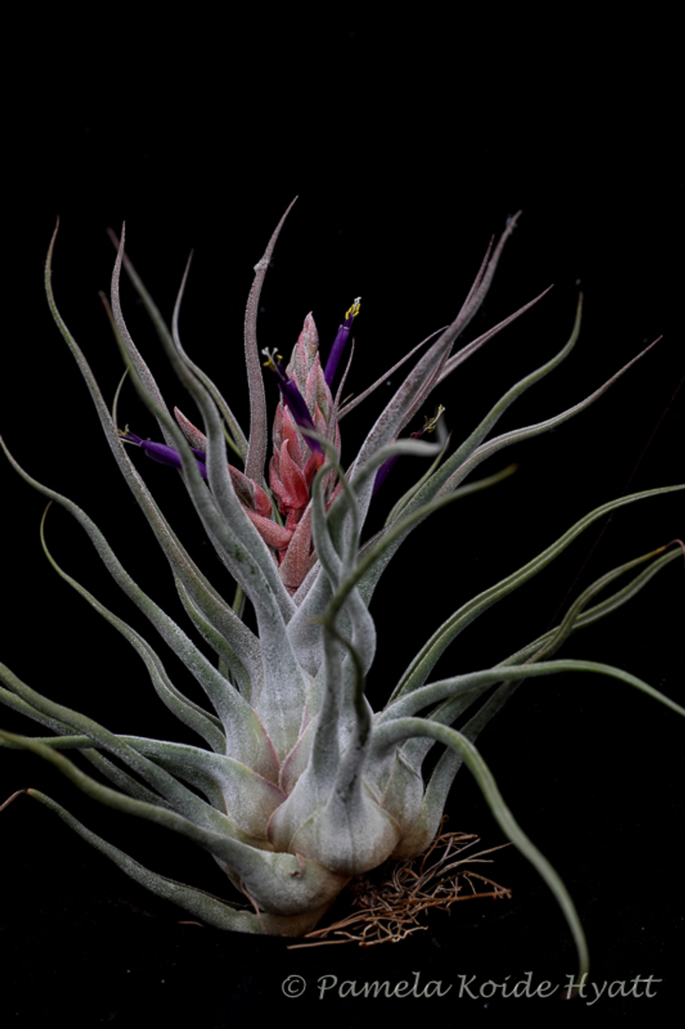 大人気再入荷 Tillandsia Ty - 観葉植物