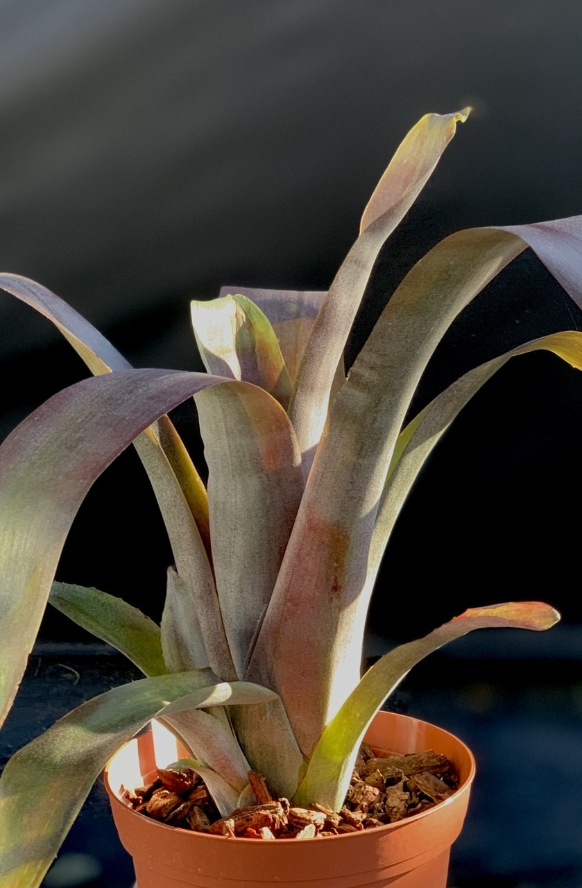 Billbergia 'Smokey Rose' - Bird Rock Tropicals