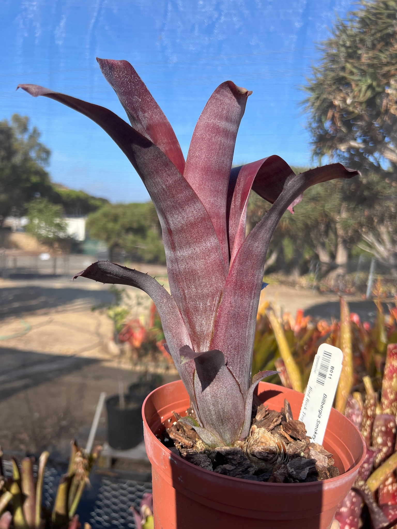 Billbergia 'Smokey Rose' - Bird Rock Tropicals