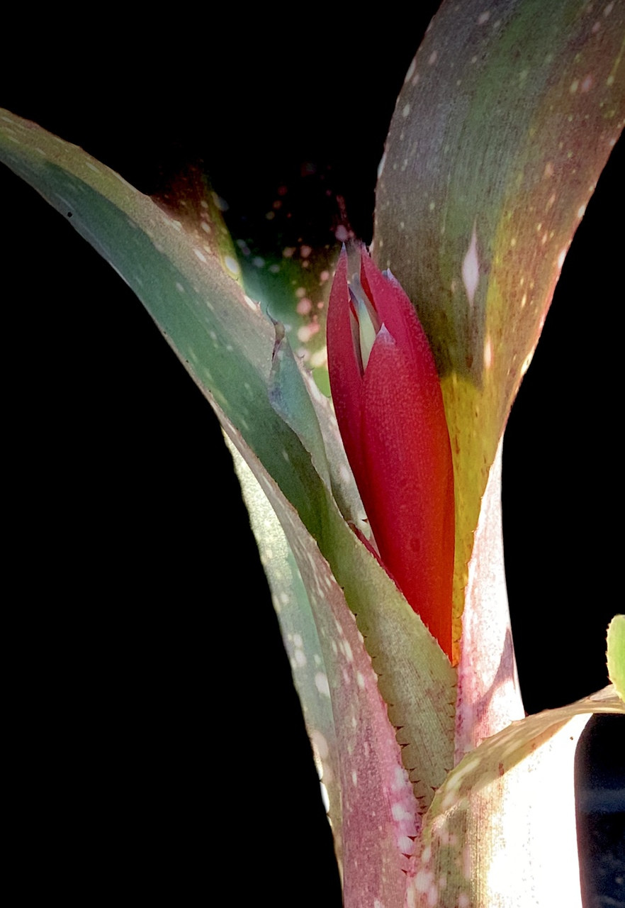 Billbergia Pink Champagne - Bird Rock Tropicals