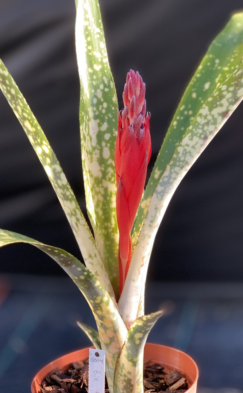 AmazonicoBillbergia Bunniss Factorビルバージア ビルベルギア