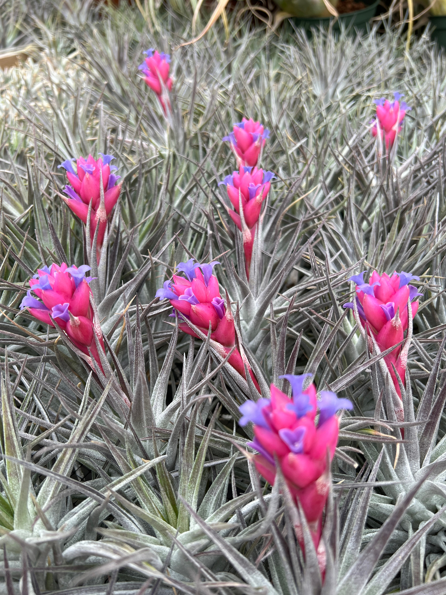 ブロメリア・エアープランツ Tillandsia 'Lavender Frost' Tillandsia 'Lavender Frost'