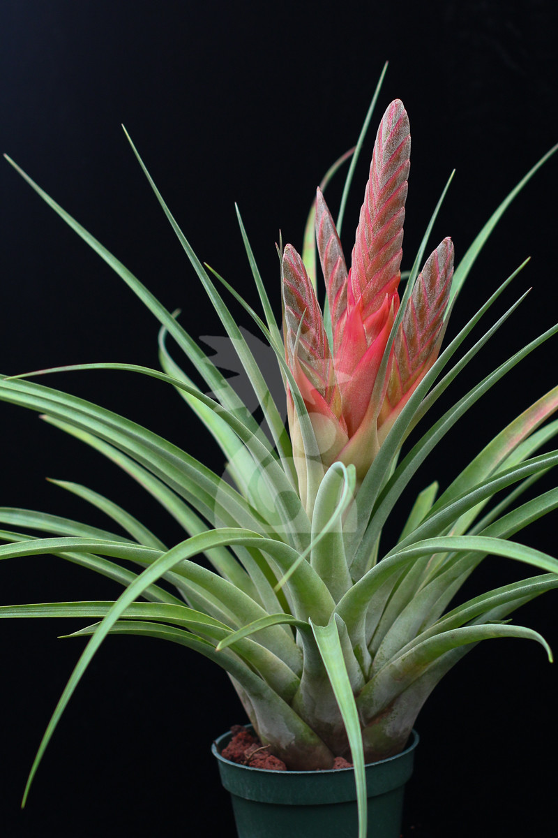 Tillandsia Chula (T. punctulata x chiapensis) - Bird Rock Tropicals