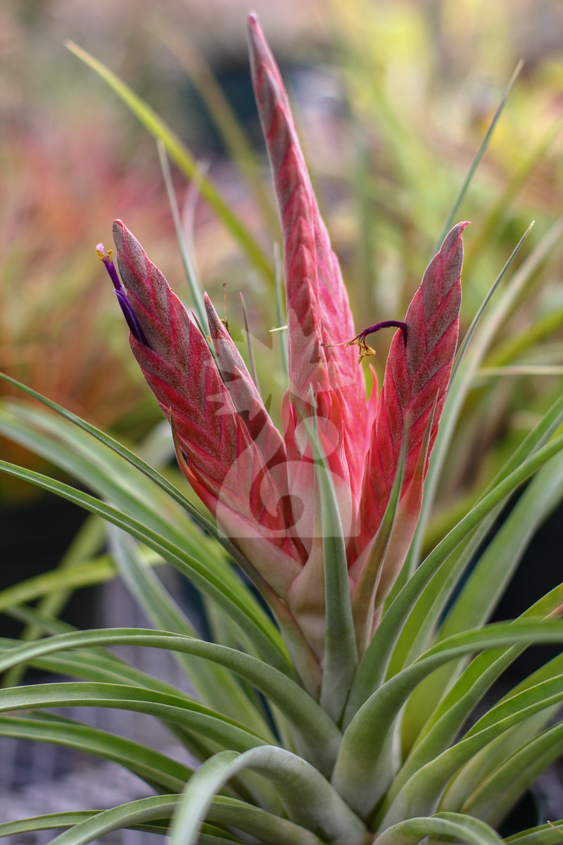 フラワー・ガーデニング Tillandsia cotagaitensis **50** フラワー・ガーデニング Tillandsia cotagaitensis **50** Bromeliads