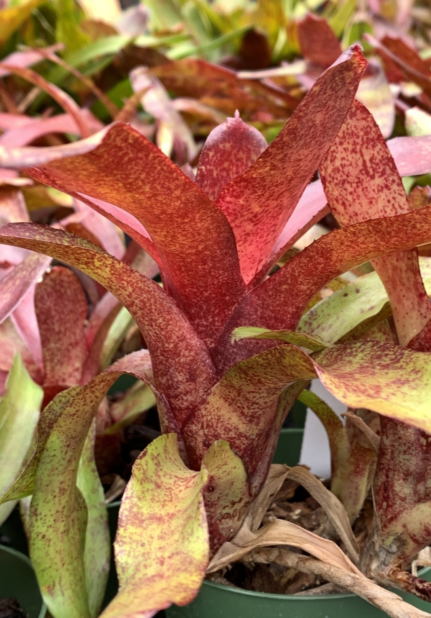 Neoregelia Red Waif