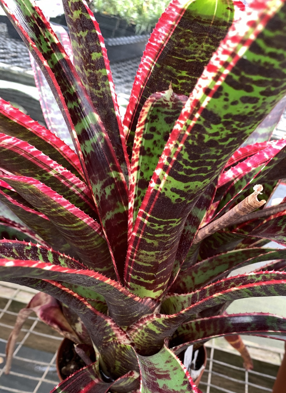 Neoregelia 'Lucifer' - Bird Rock Tropicals