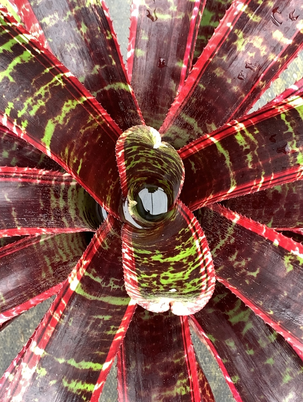 Neoregelia 'Lucifer' - Bird Rock Tropicals