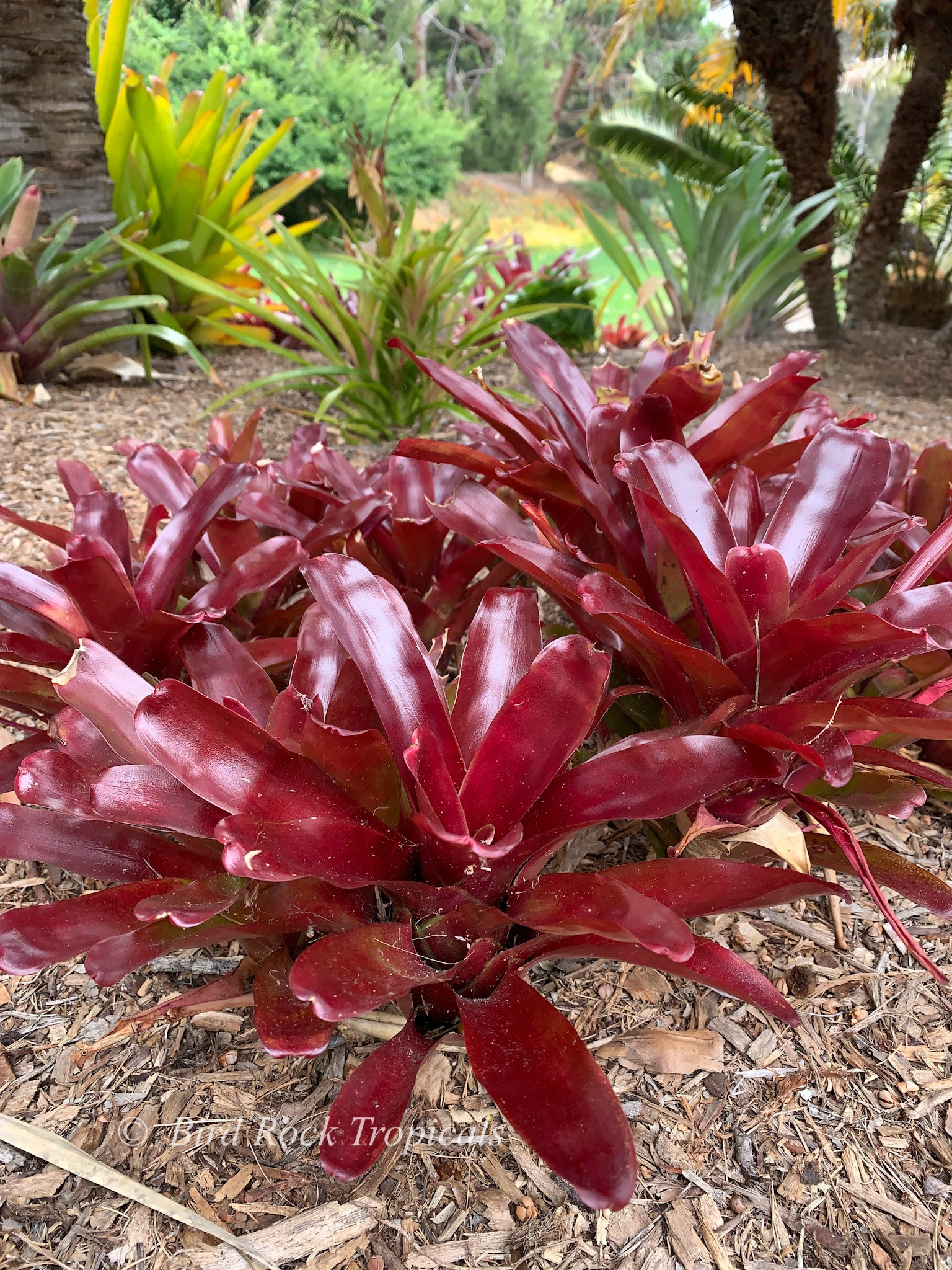 Neoregelia Super Fireball - Bird Rock Tropicals