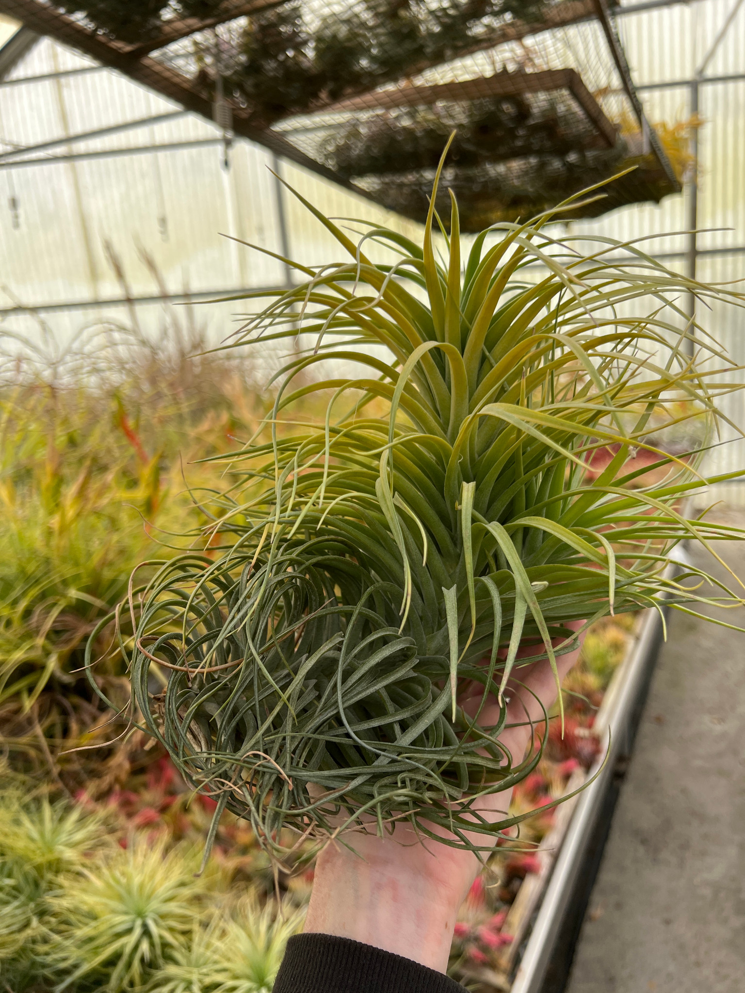 ヒルタ Tillandsia Tillandsia Hawaiian Monarch. (capitata orange form x
