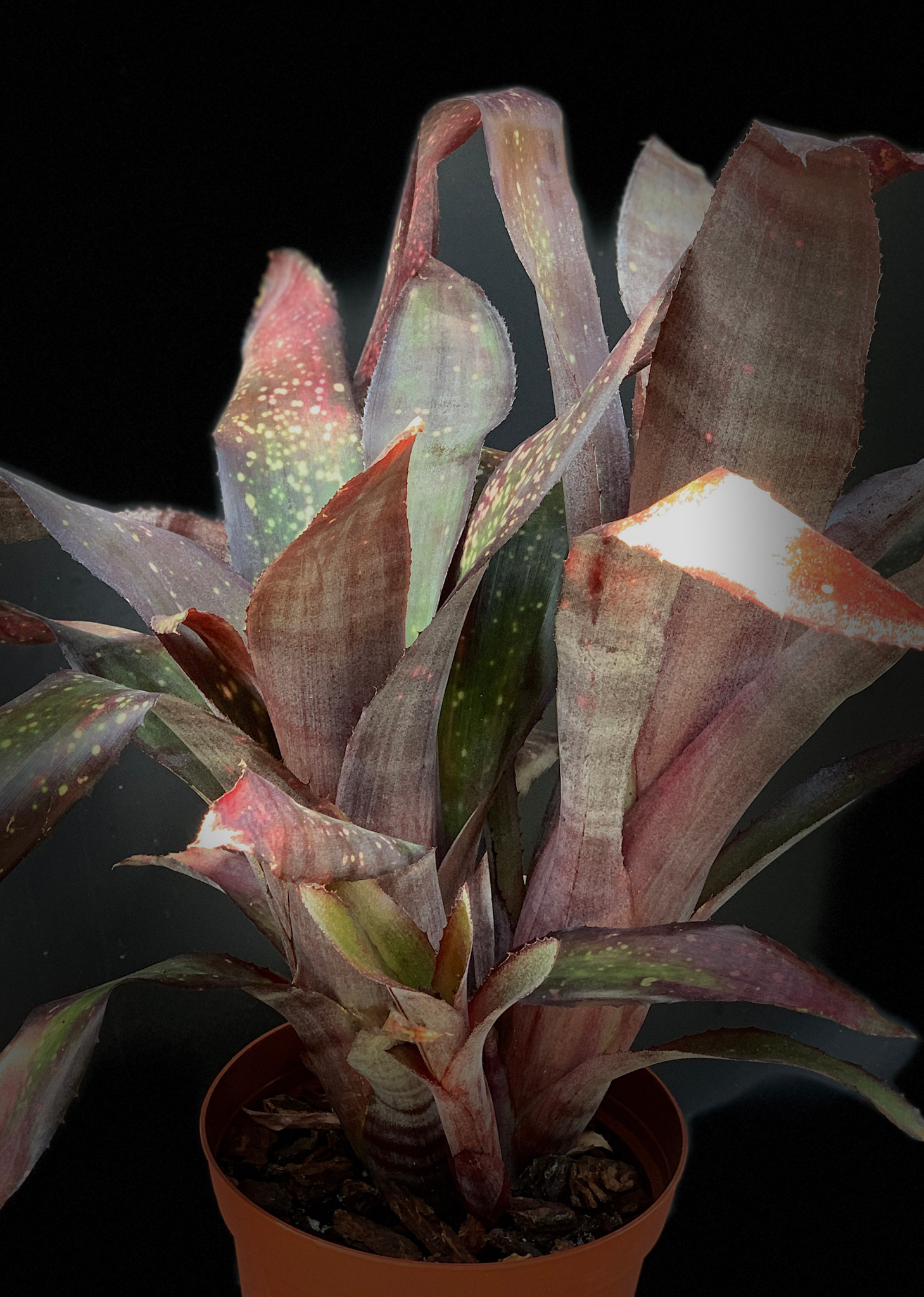 Billbergia 'Mamie B' - Bird Rock Tropicals
