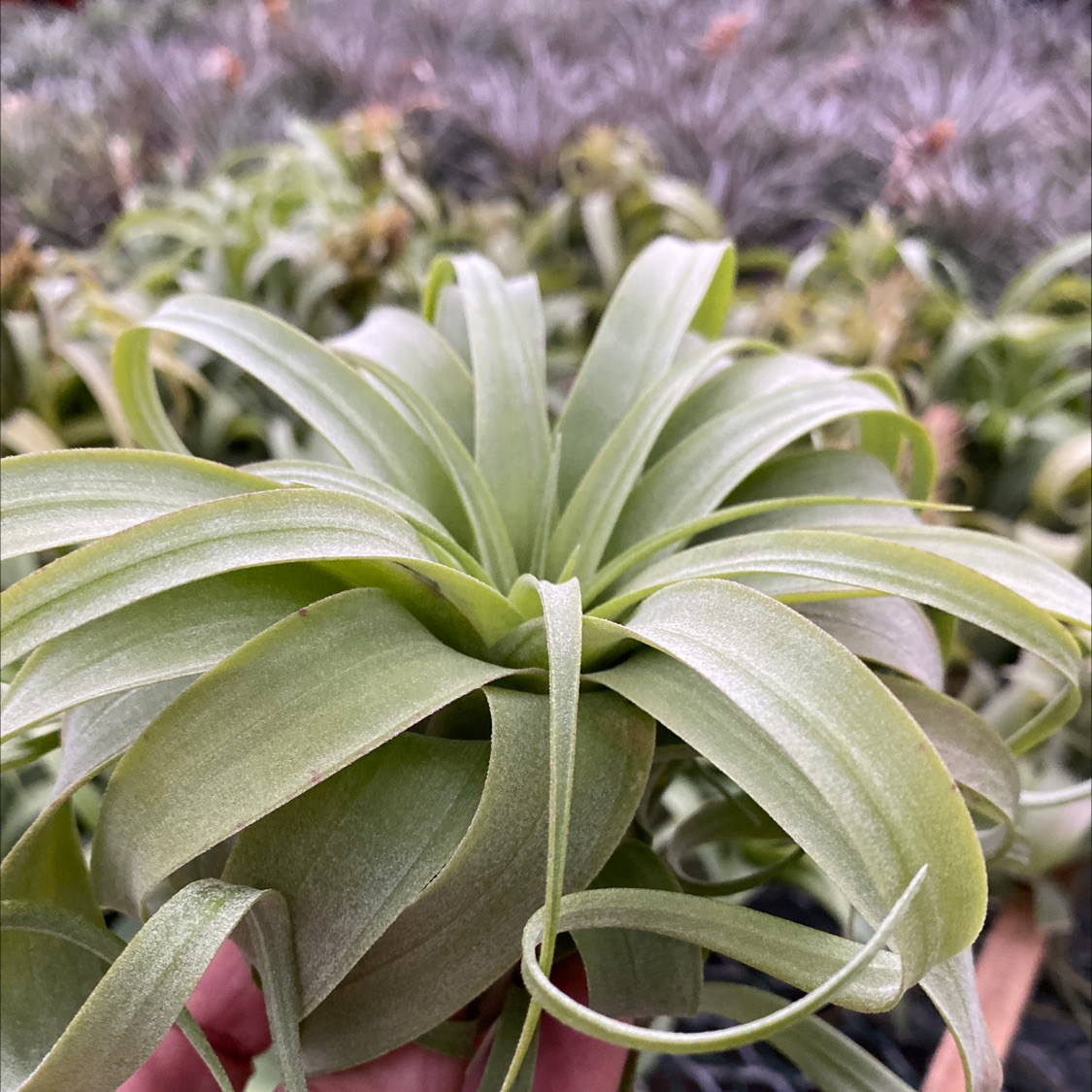 Tillandsia streptophylla x brachycaulos (abdita) - Bird Rock Tropicals