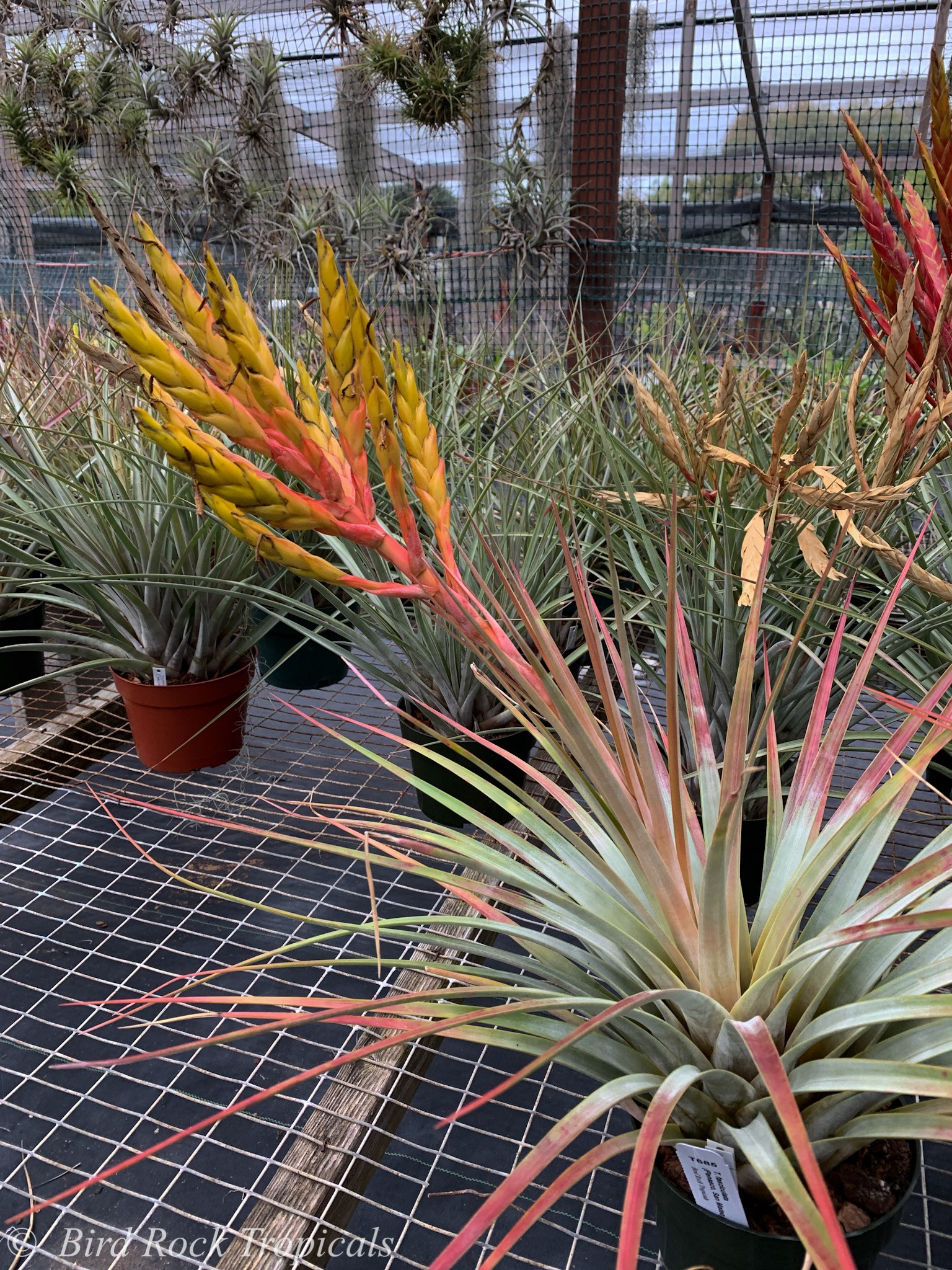 Tillandsia