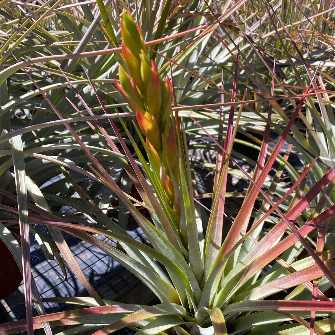 Tillandsia fasciculata (San Mateo Peñasco) - Bird Rock Tropicals