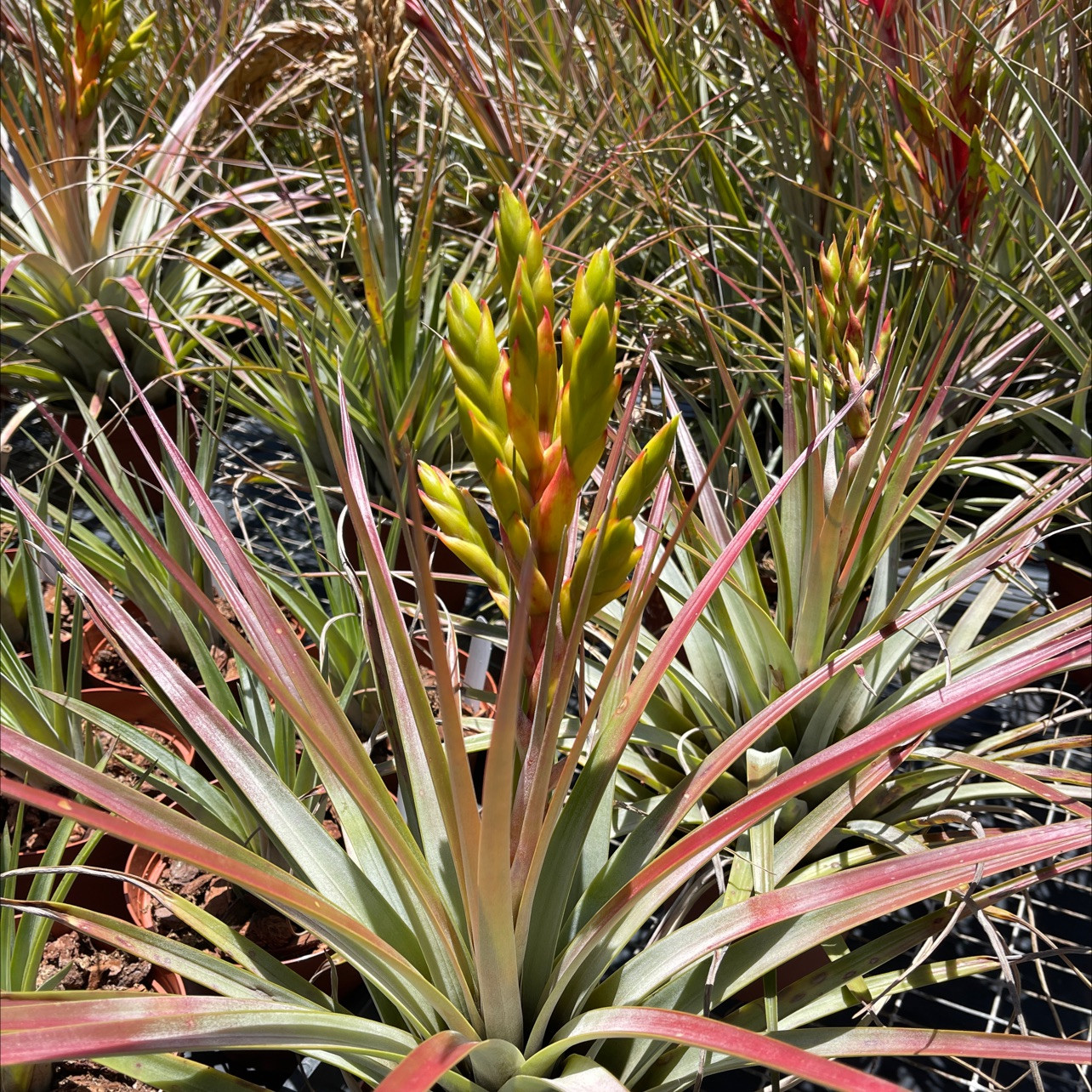 Tillandsia fasciculata (San Mateo Peñasco) - Bird Rock Tropicals