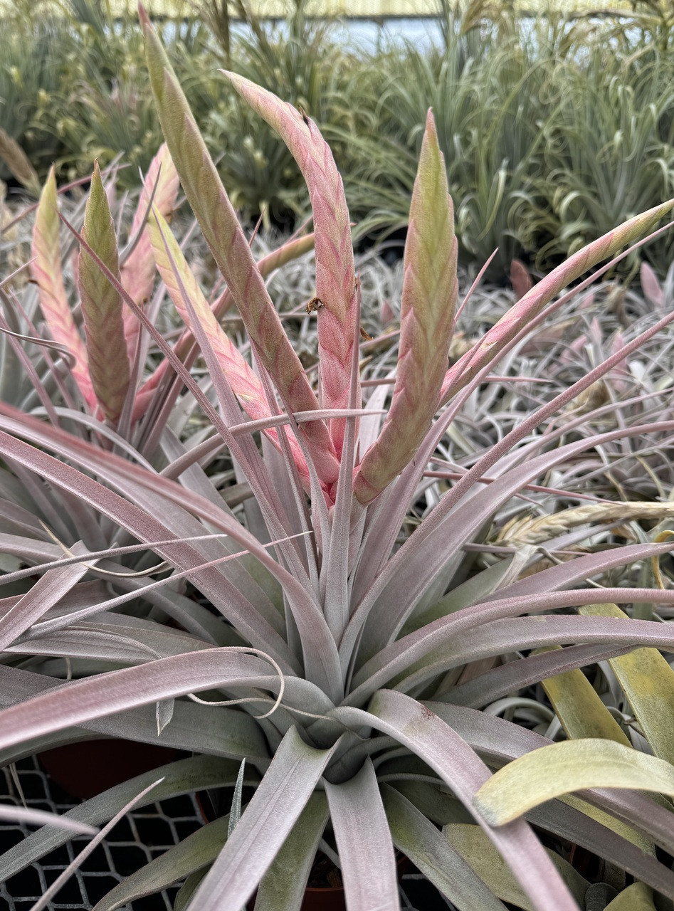 Tillandsia chiapensis x concolor - Bird Rock Tropicals