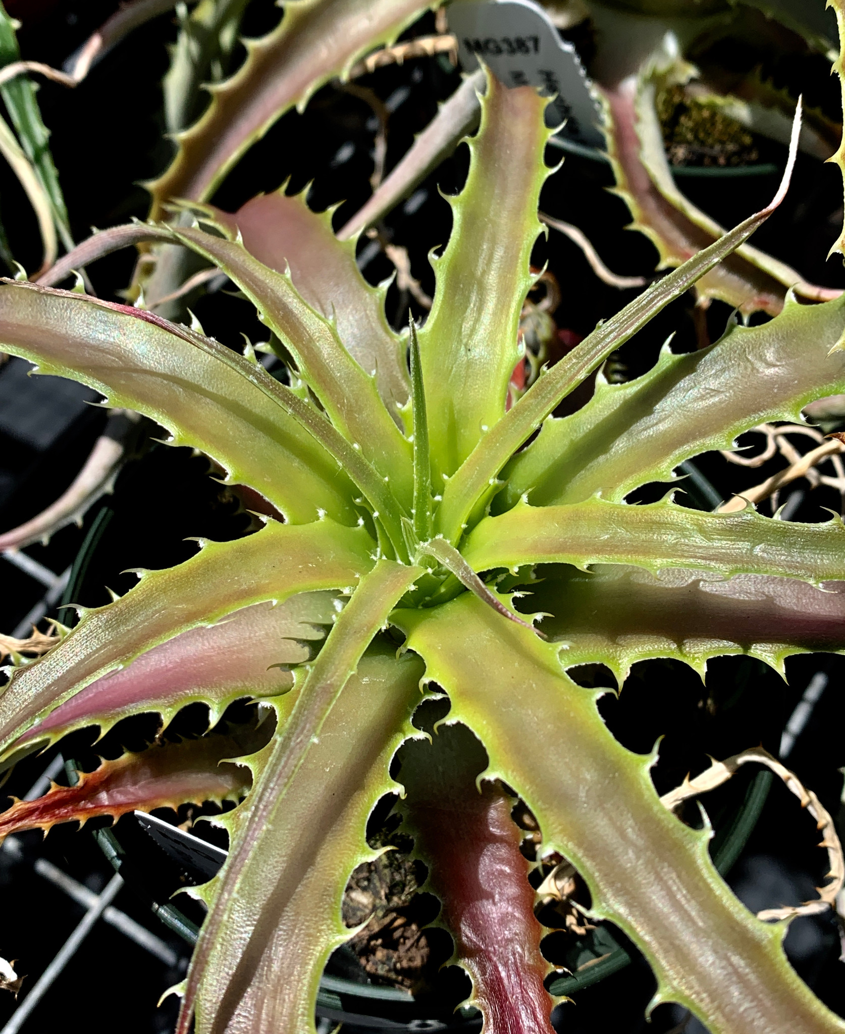 Hechtia rosea - Bird Rock Tropicals