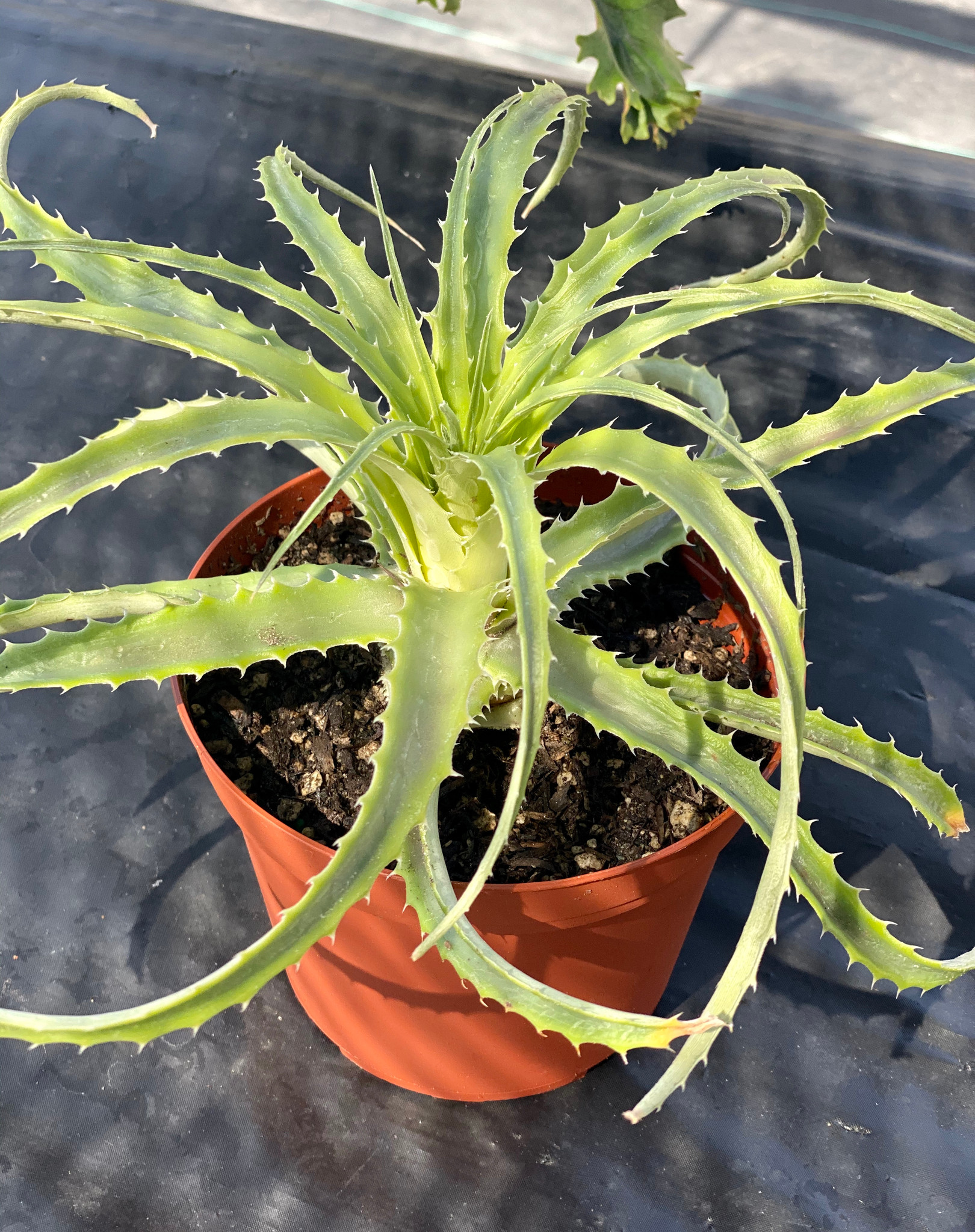 レア ヘクチア Hechtia species RL Frasier Hechtia species (Collected RL Frazier) - メルカリ