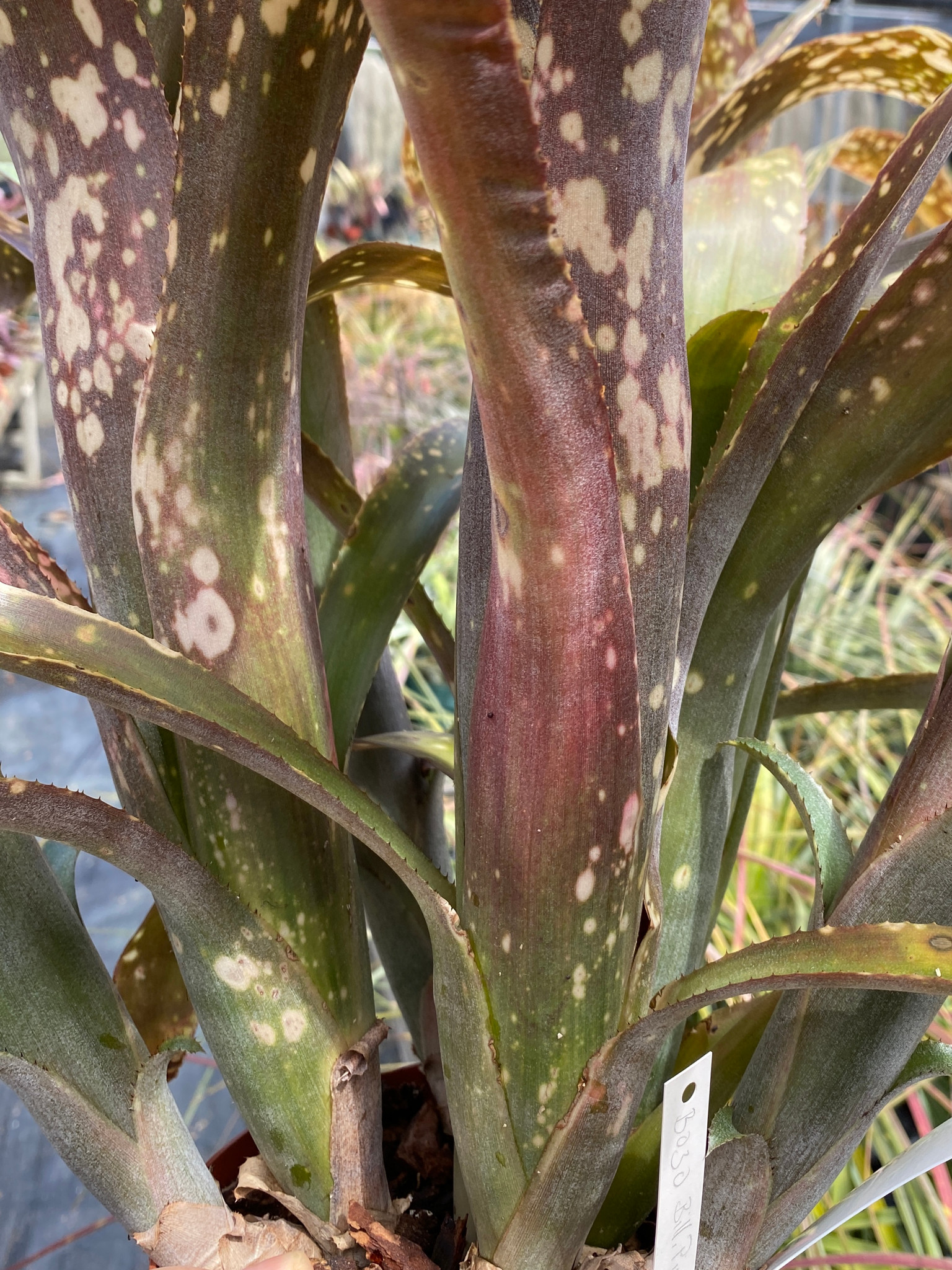 Billbergia Pink Patches - Bird Rock Tropicals