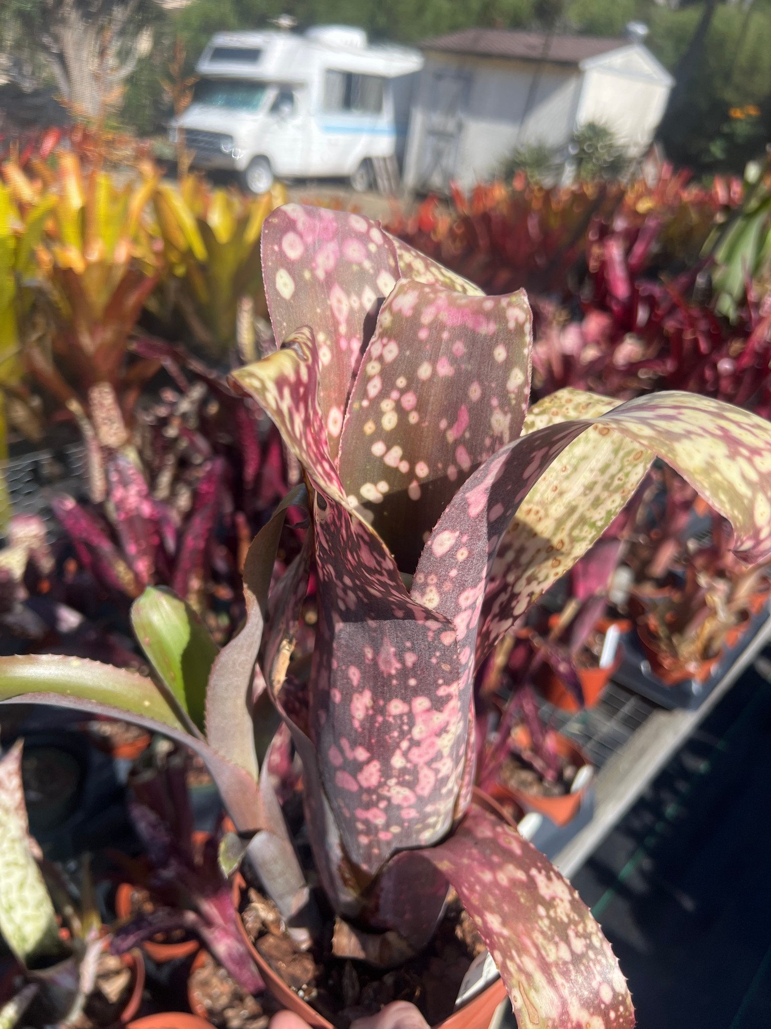 Billbergia Pink Patches - Bird Rock Tropicals