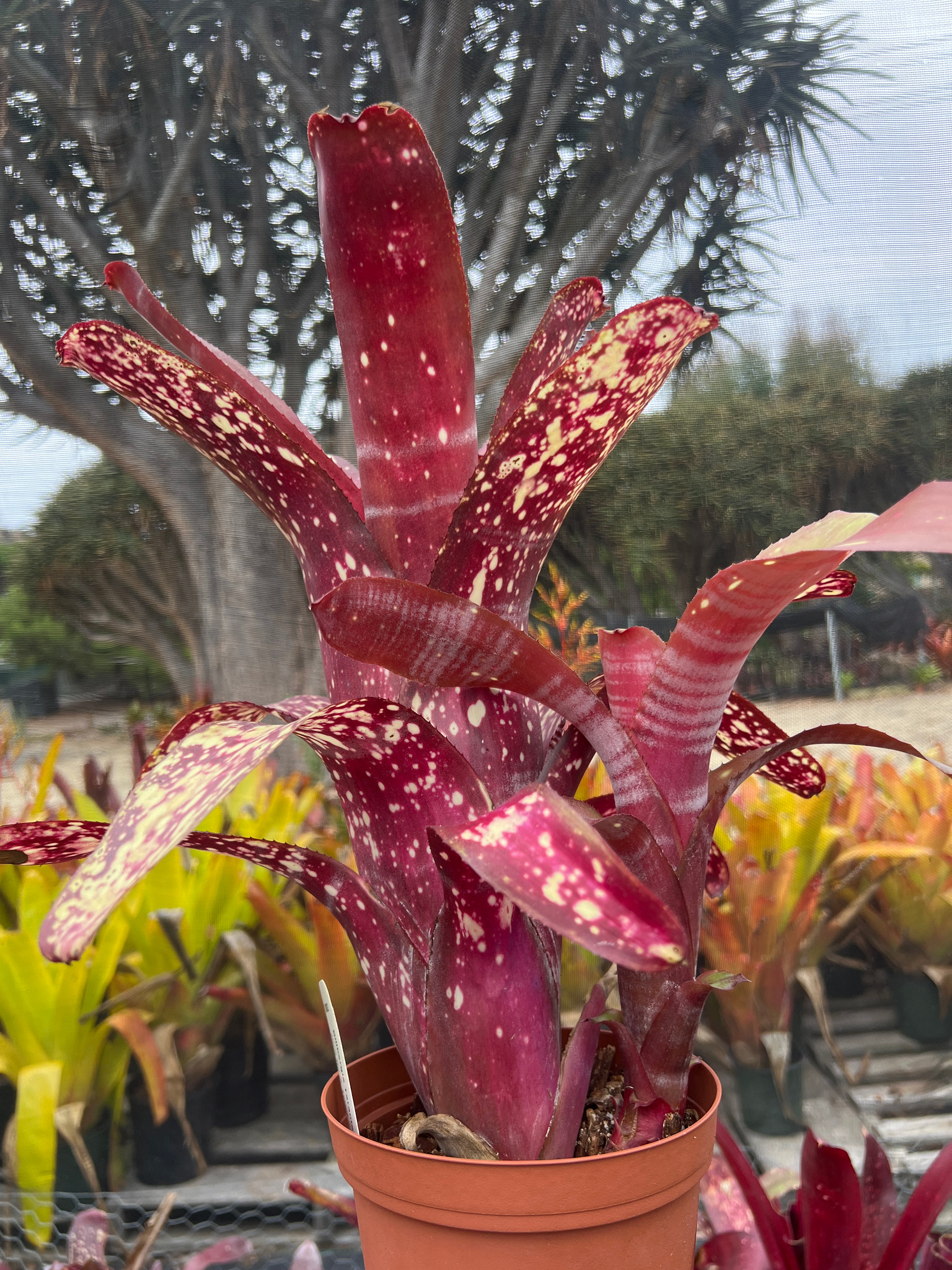ブロメリア・エアープランツ Billbergia Tarantela Billbergia Tarantella - Bird Rock Tropicals