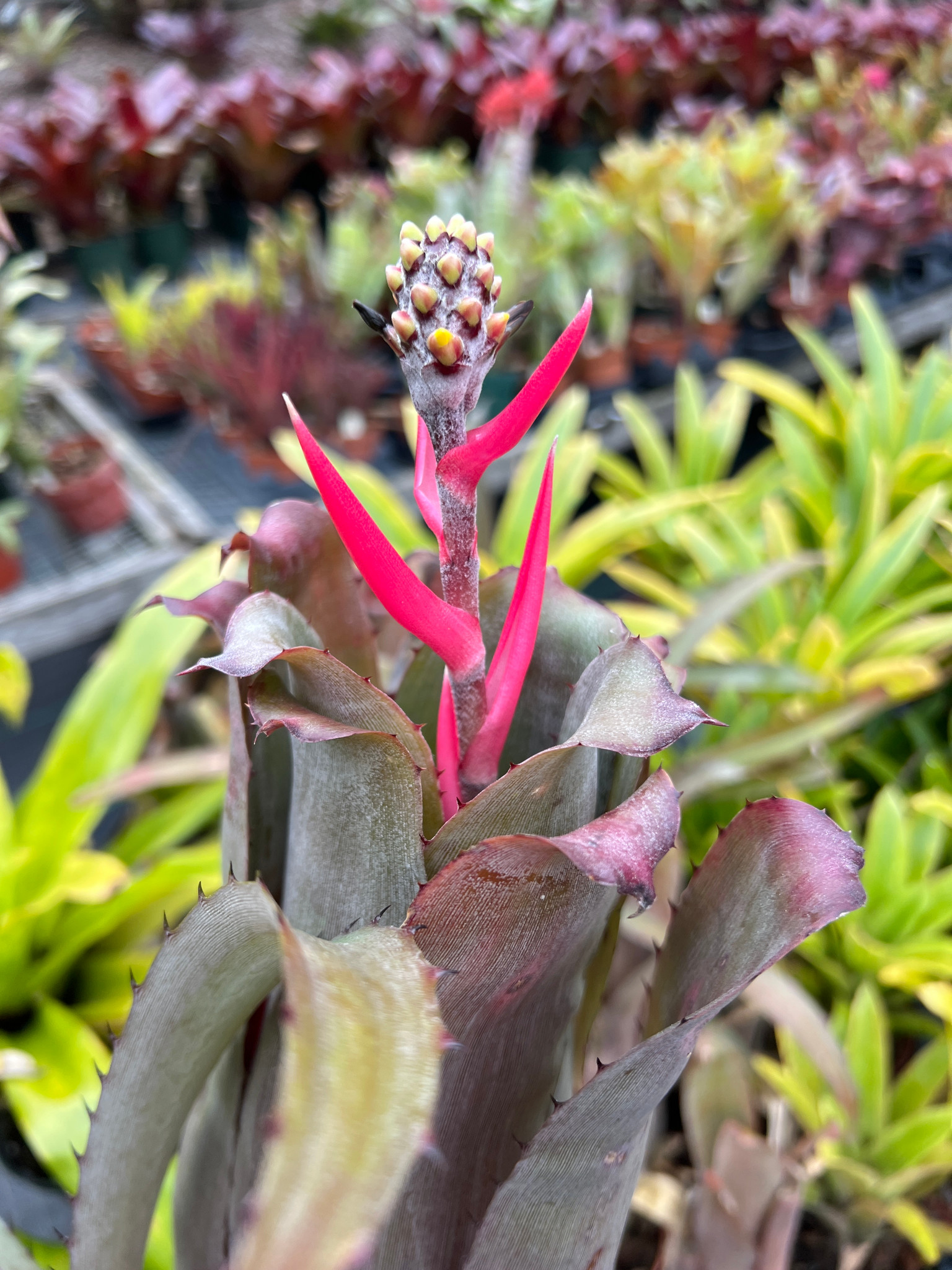 Aechmea retusa x bromeliifolia - Bird Rock Tropicals