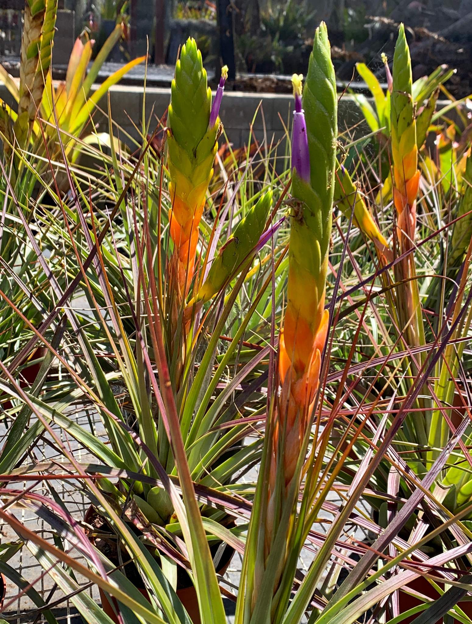 Tillandsia compressa (Mexico) - Bird Rock Tropicals
