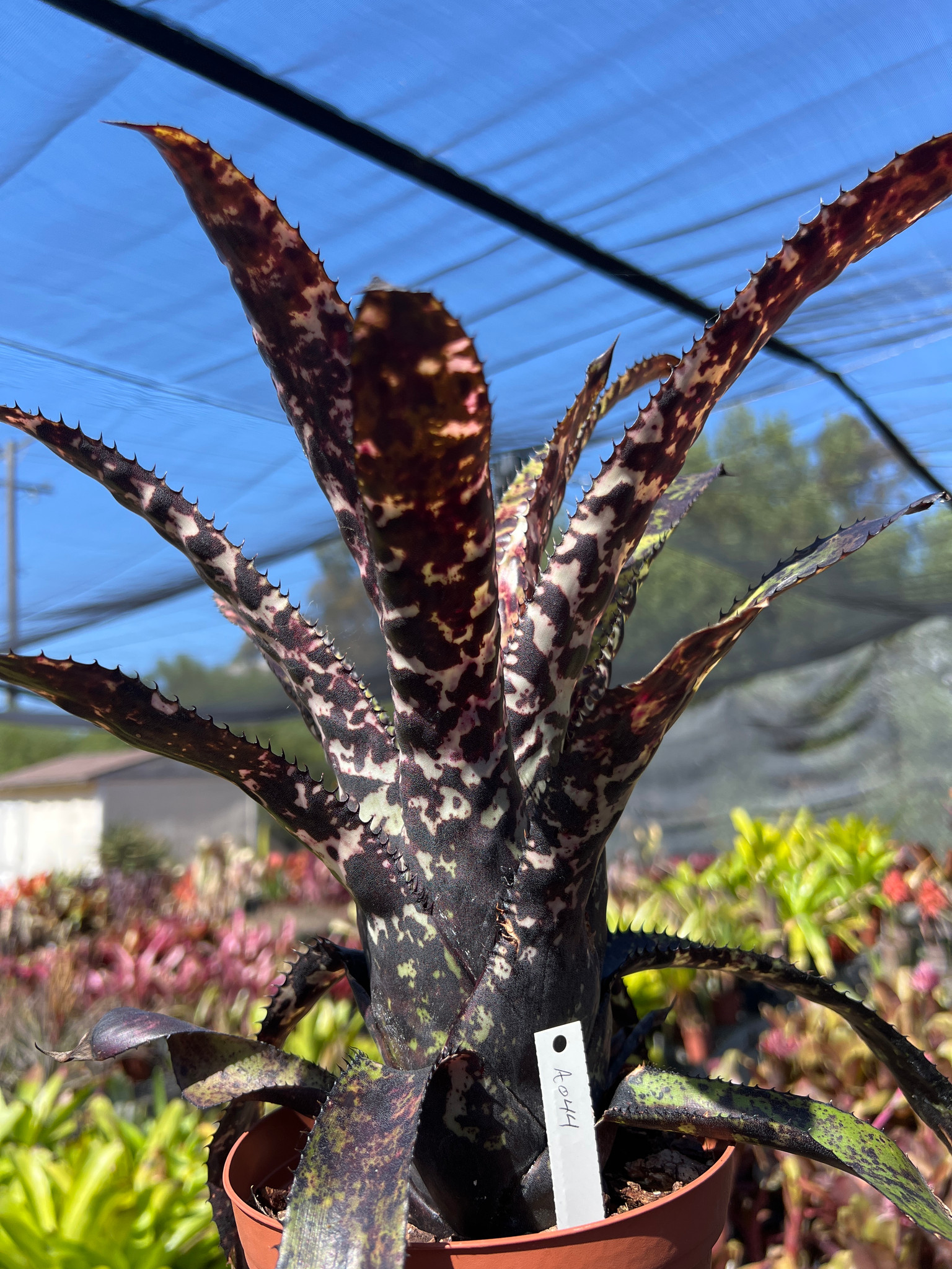 Aechmea orlandiana 'Black Bands' - Bird Rock Tropicals
