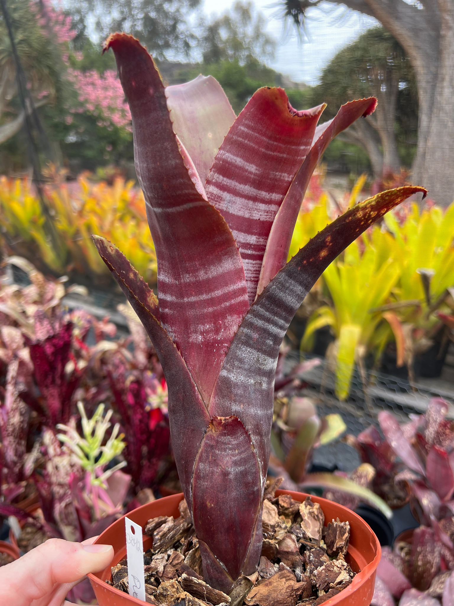 Billbergia Puerto Rico - Bird Rock Tropicals
