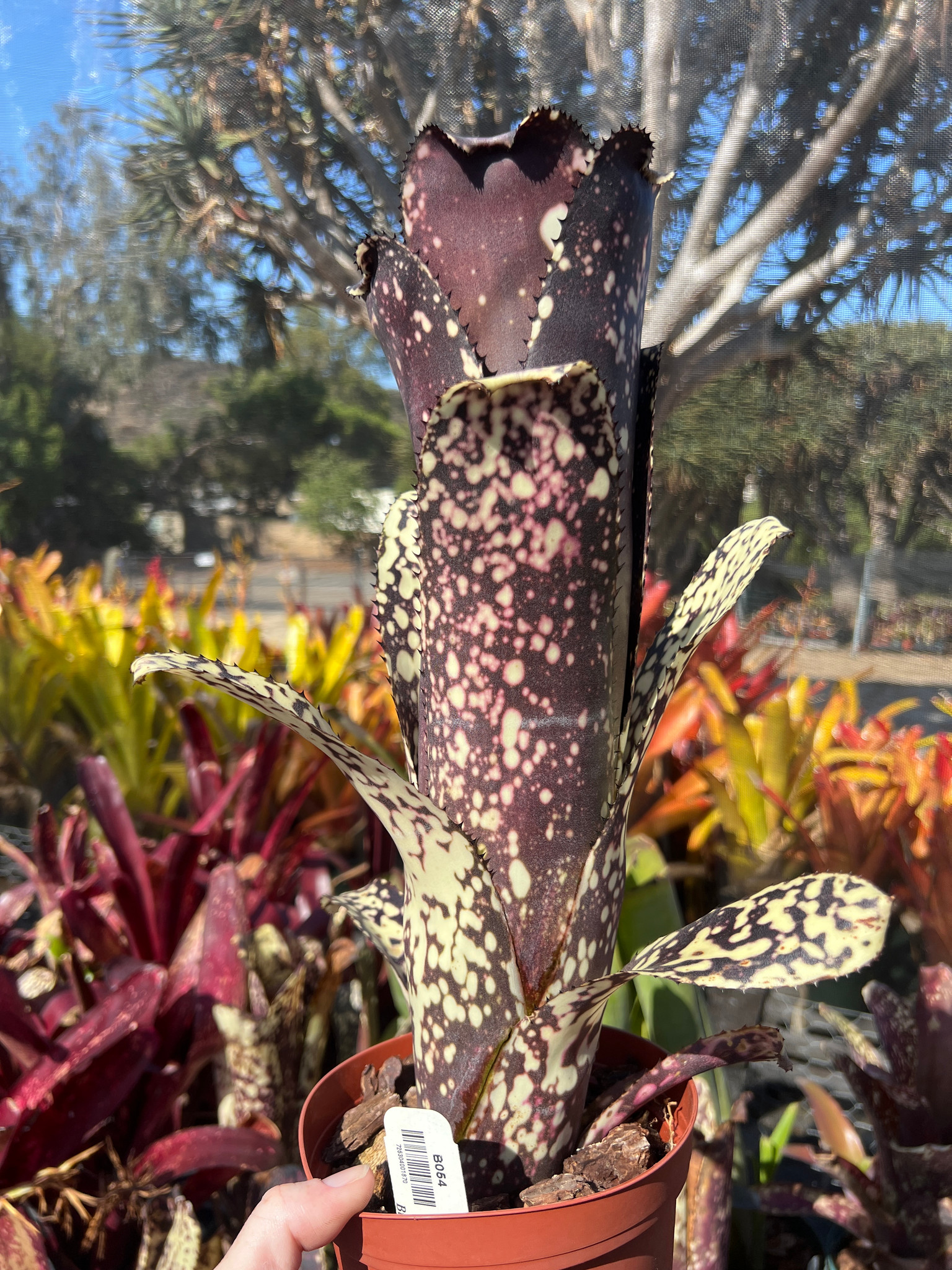 Billbergia Ole - Bird Rock Tropicals