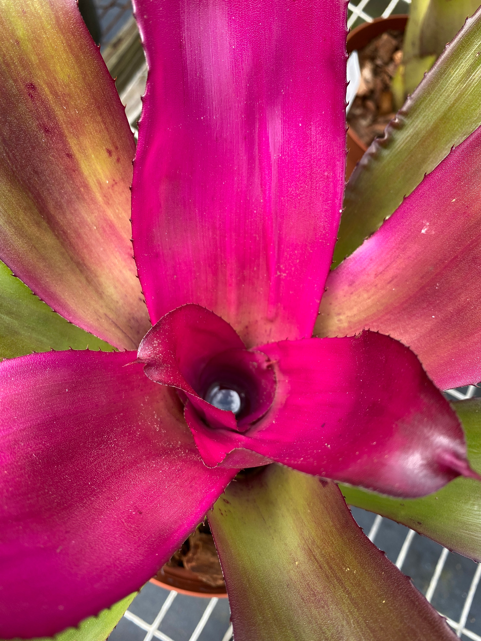 Neoregelia Big Pink - Bird Rock Tropicals