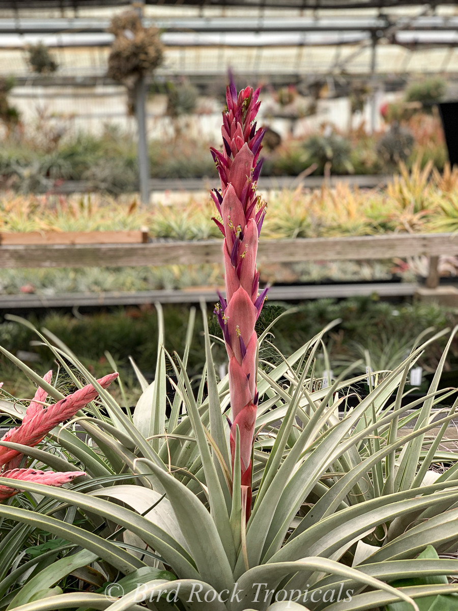 Tillandsia peruviana - Bird Rock Tropicals