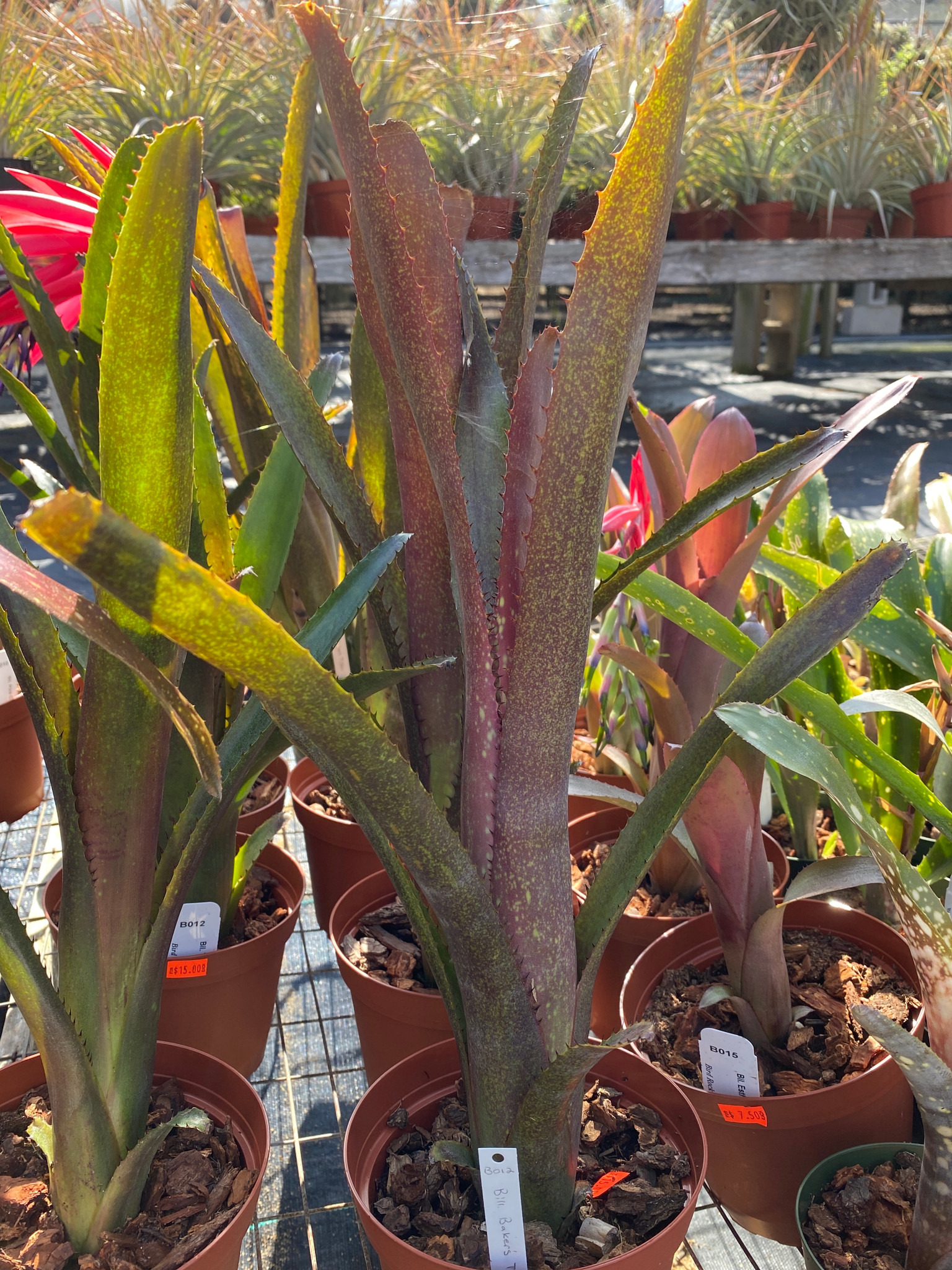 Billbergia Baker's Titan - Bird Rock Tropicals