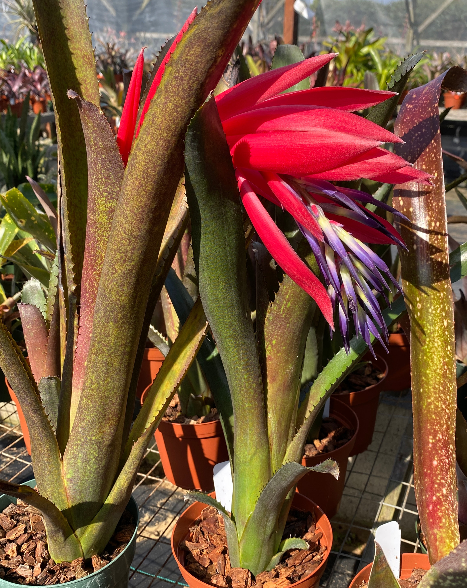 ブロメリア・エアープランツ Billbergia Kolan Cracker Billbergia Kolan Cracker
