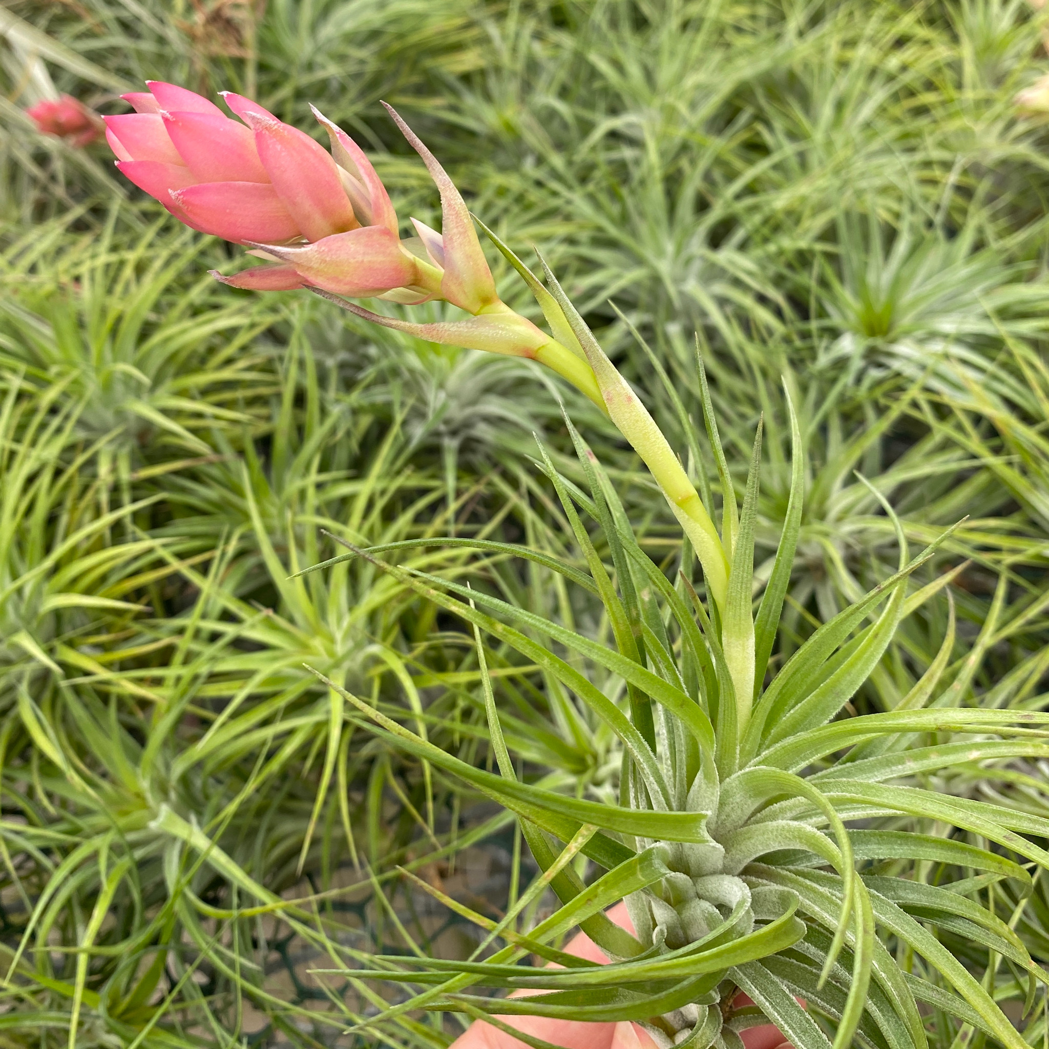 Tillandsia Green Star - Bird Rock Tropicals