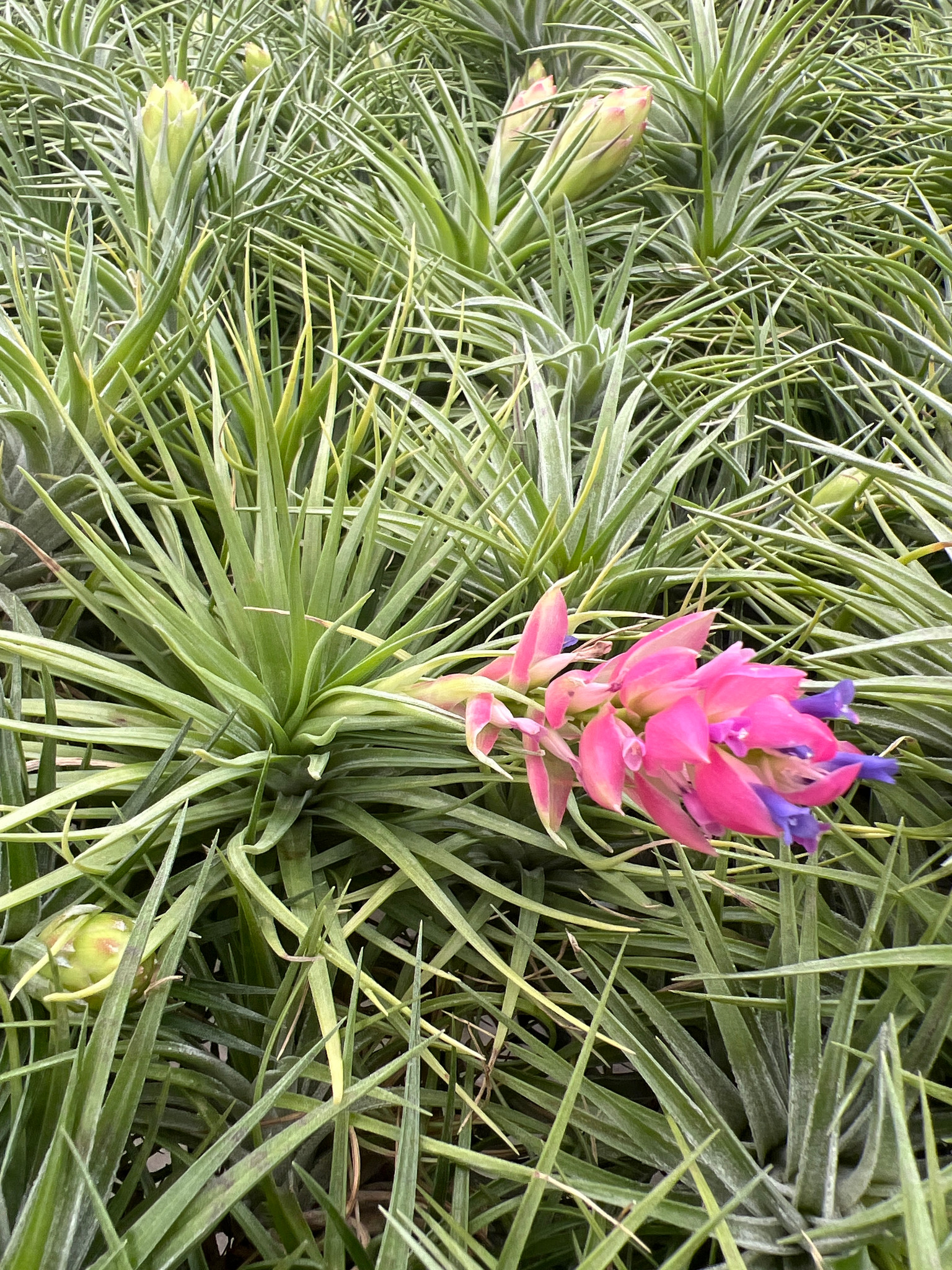 Tillandsia Green Star - Bird Rock Tropicals