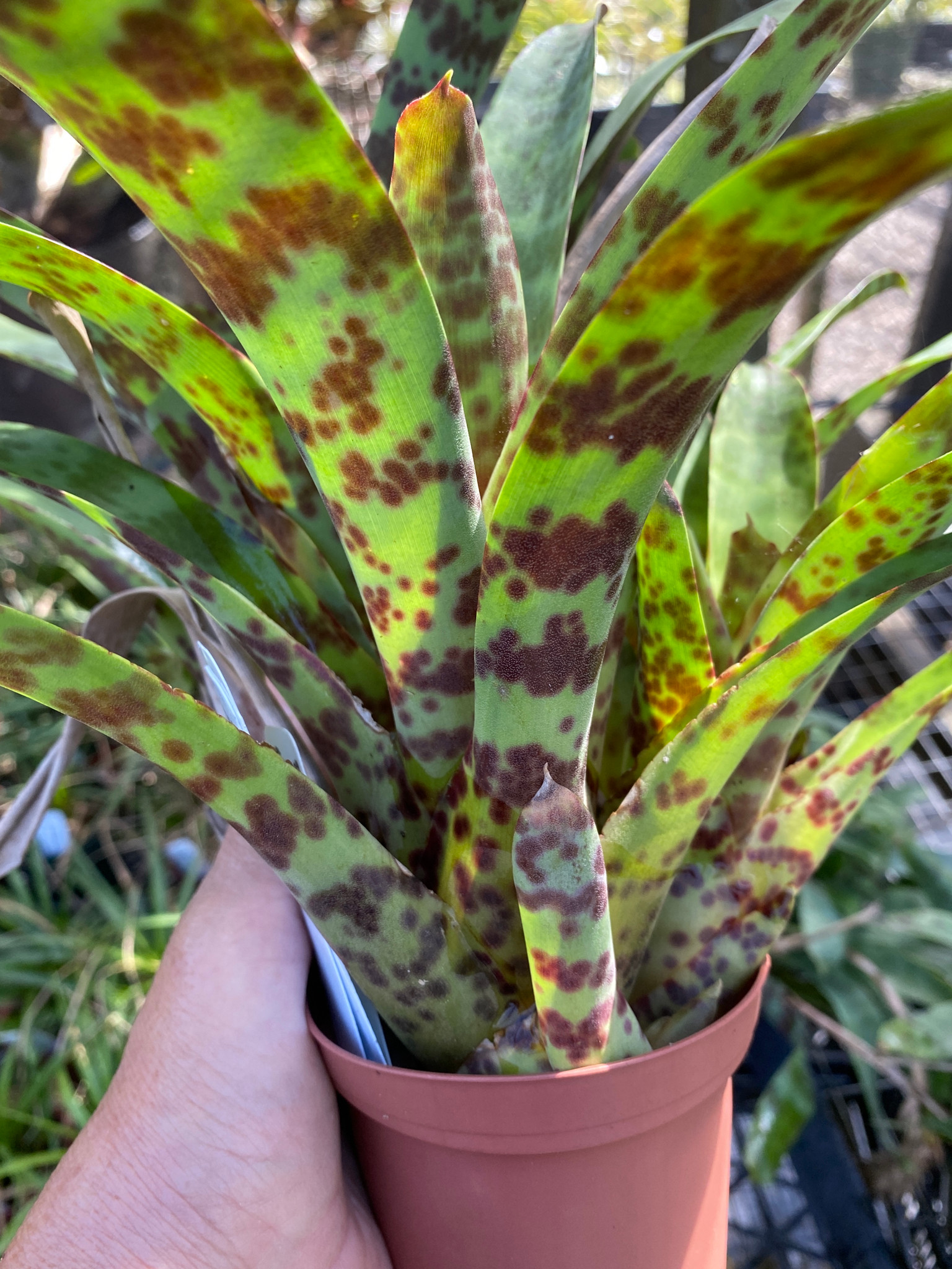 Vriesea guttata (Dark Clone) - Bird Rock Tropicals