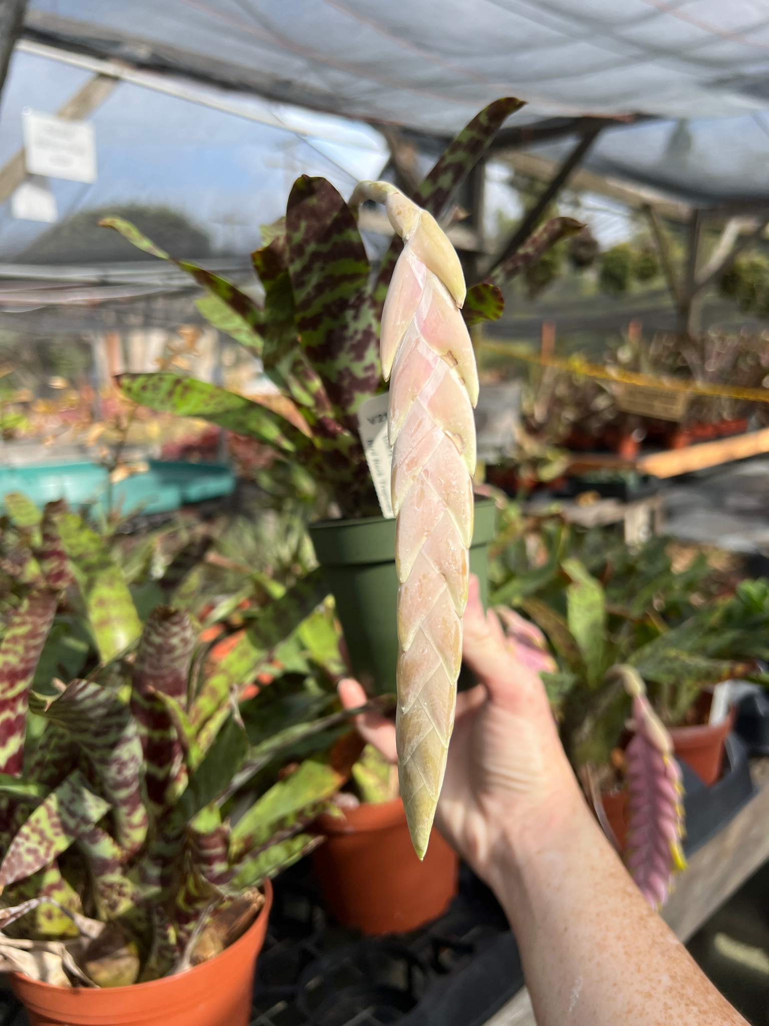 Vriesea guttata (Dark Clone) - Bird Rock Tropicals