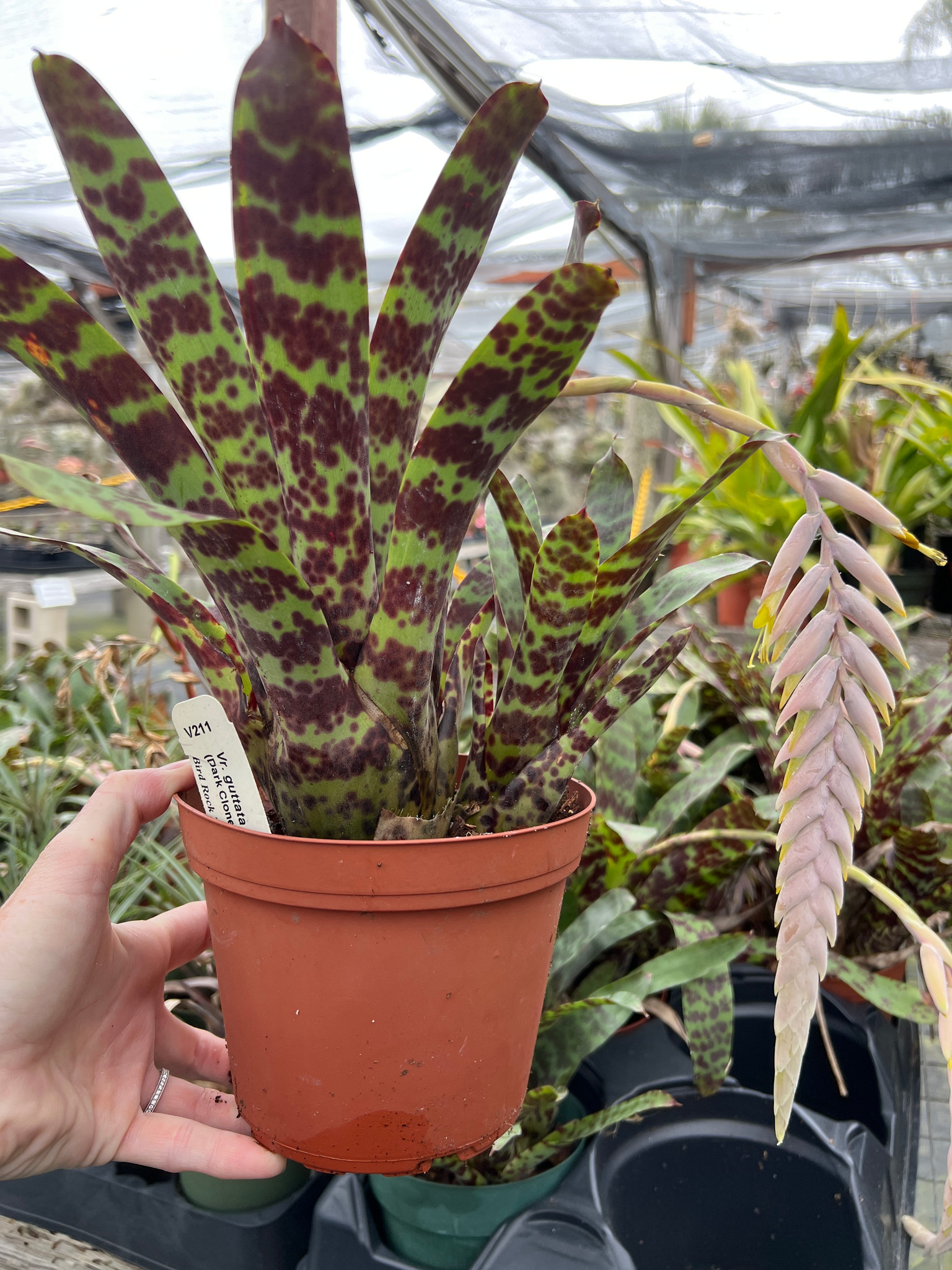 フリーセア　グッタータ　Vriesea Guttata Vriesea guttata (Dark Clone) - Bird Rock Tropicals