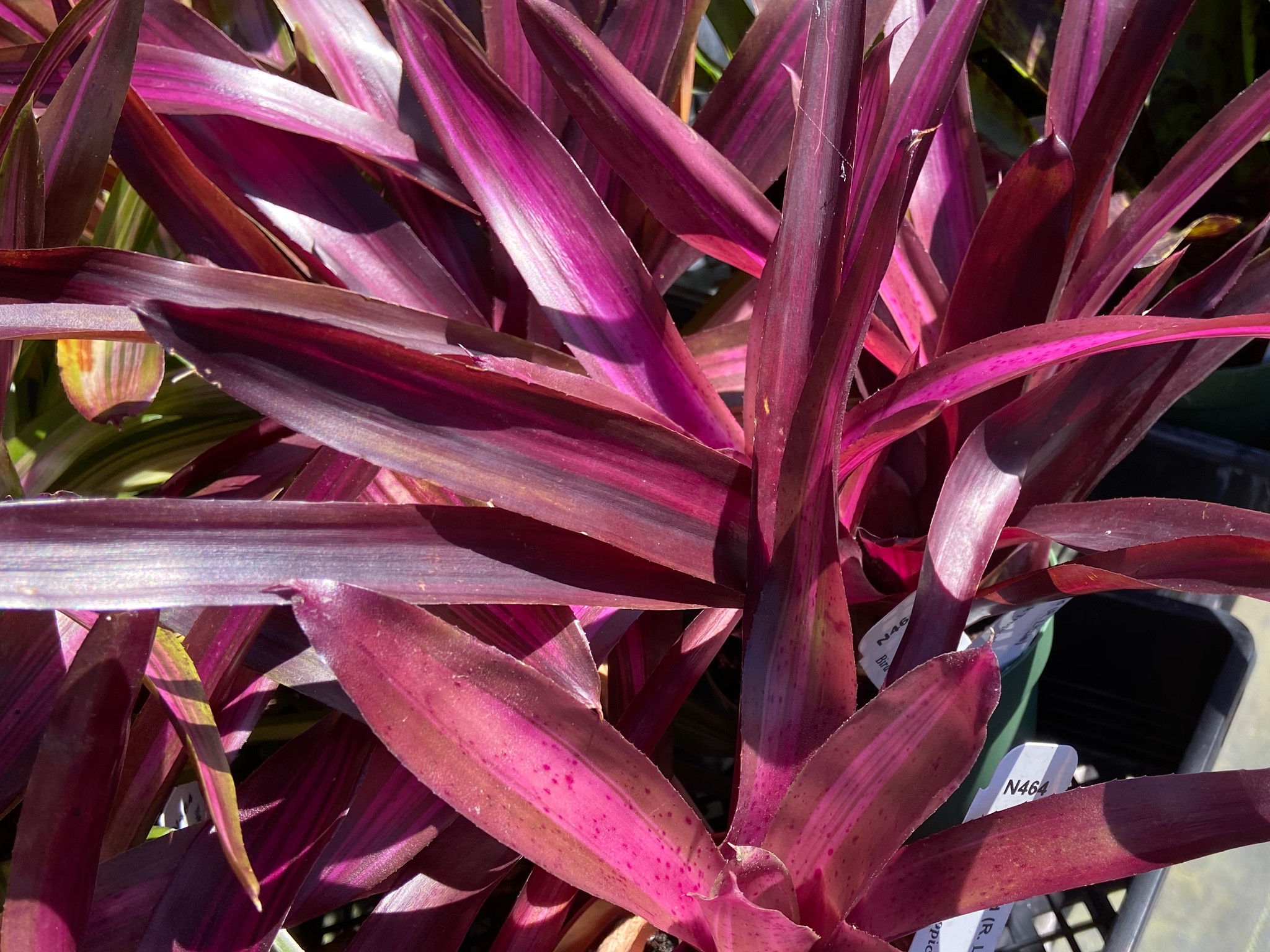 Neoregelia Amethyst Neoregelia Purple Waves – 305 Greenery, Inc.