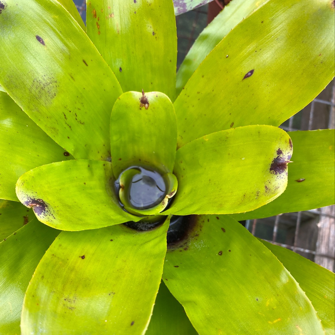 Neoregelia kautskyi x pauciflora - Bird Rock Tropicals